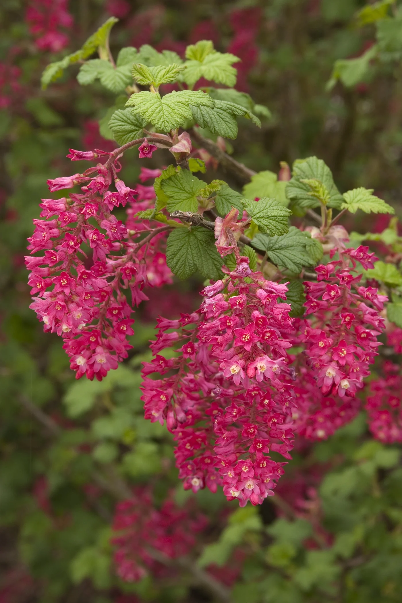 King Edward VII Flowering Currant 1 King Edward VII Flowering Currant