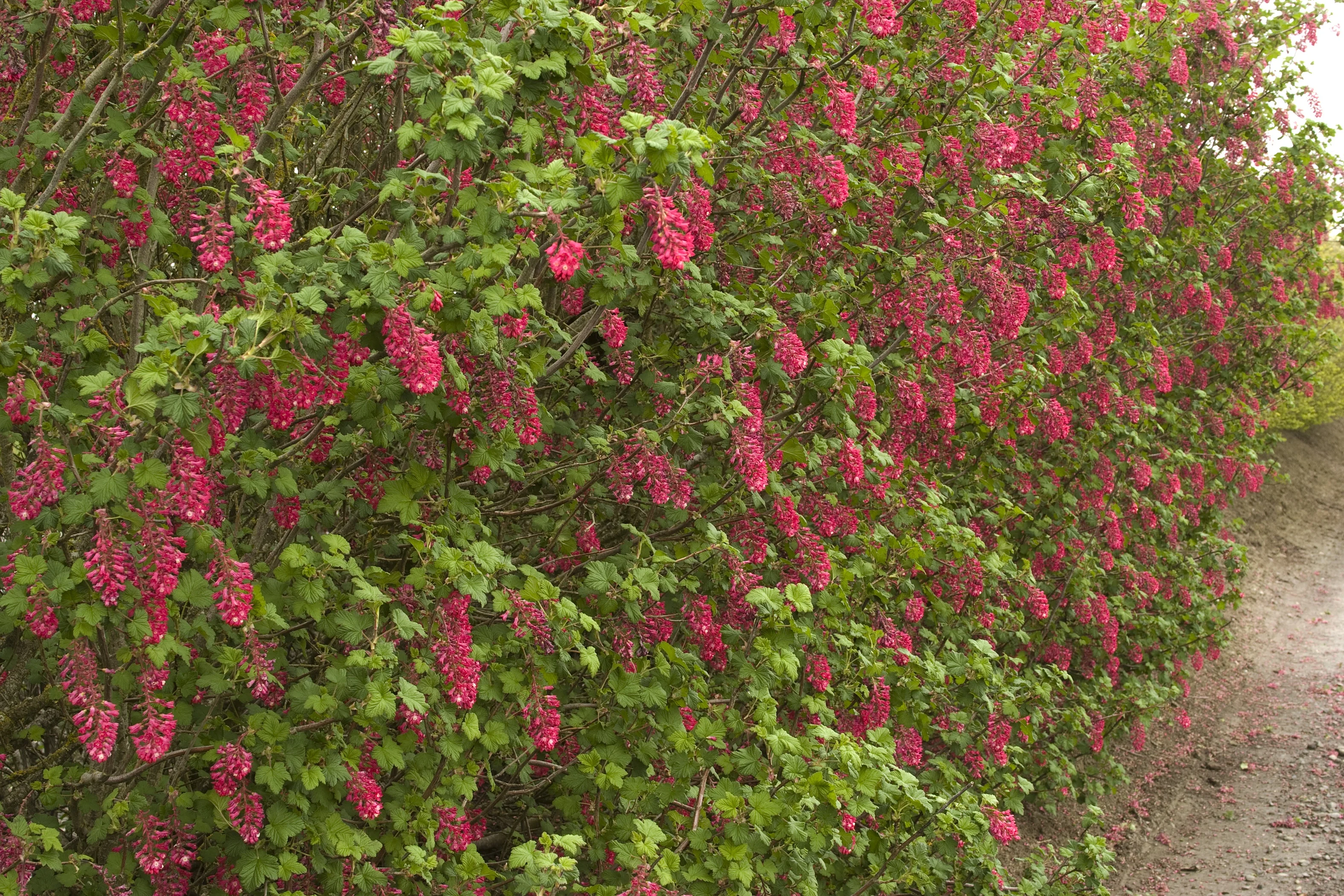 King Edward VII Flowering Currant 2 King Edward VII Flowering Currant