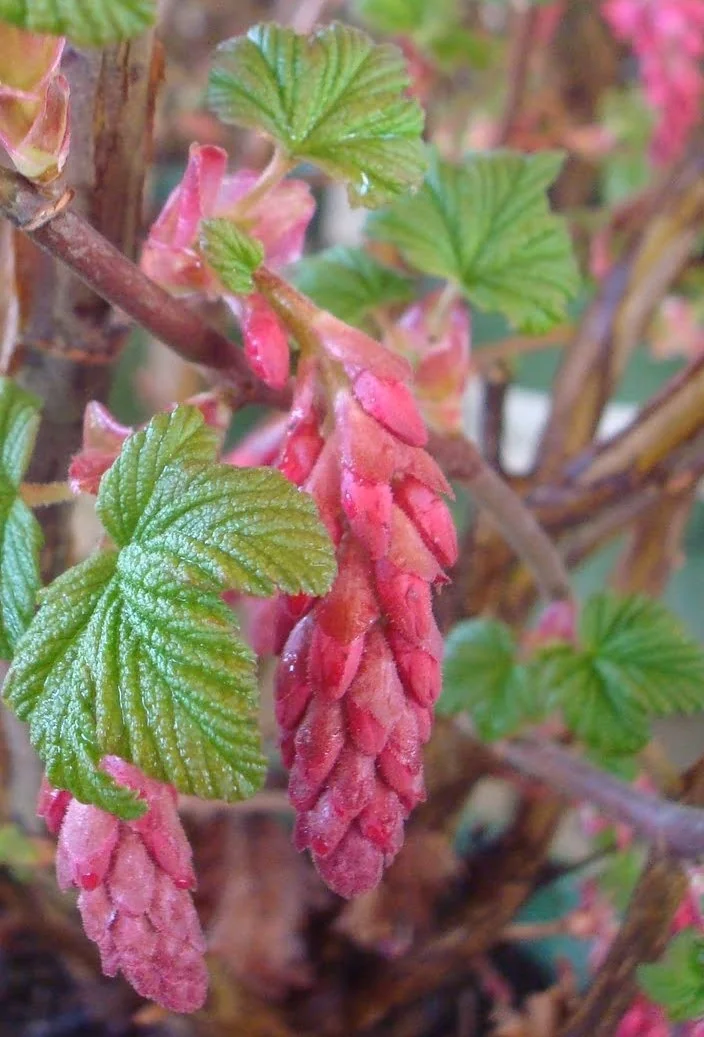 King Edward VII Flowering Currant 3 King Edward VII Flowering Currant