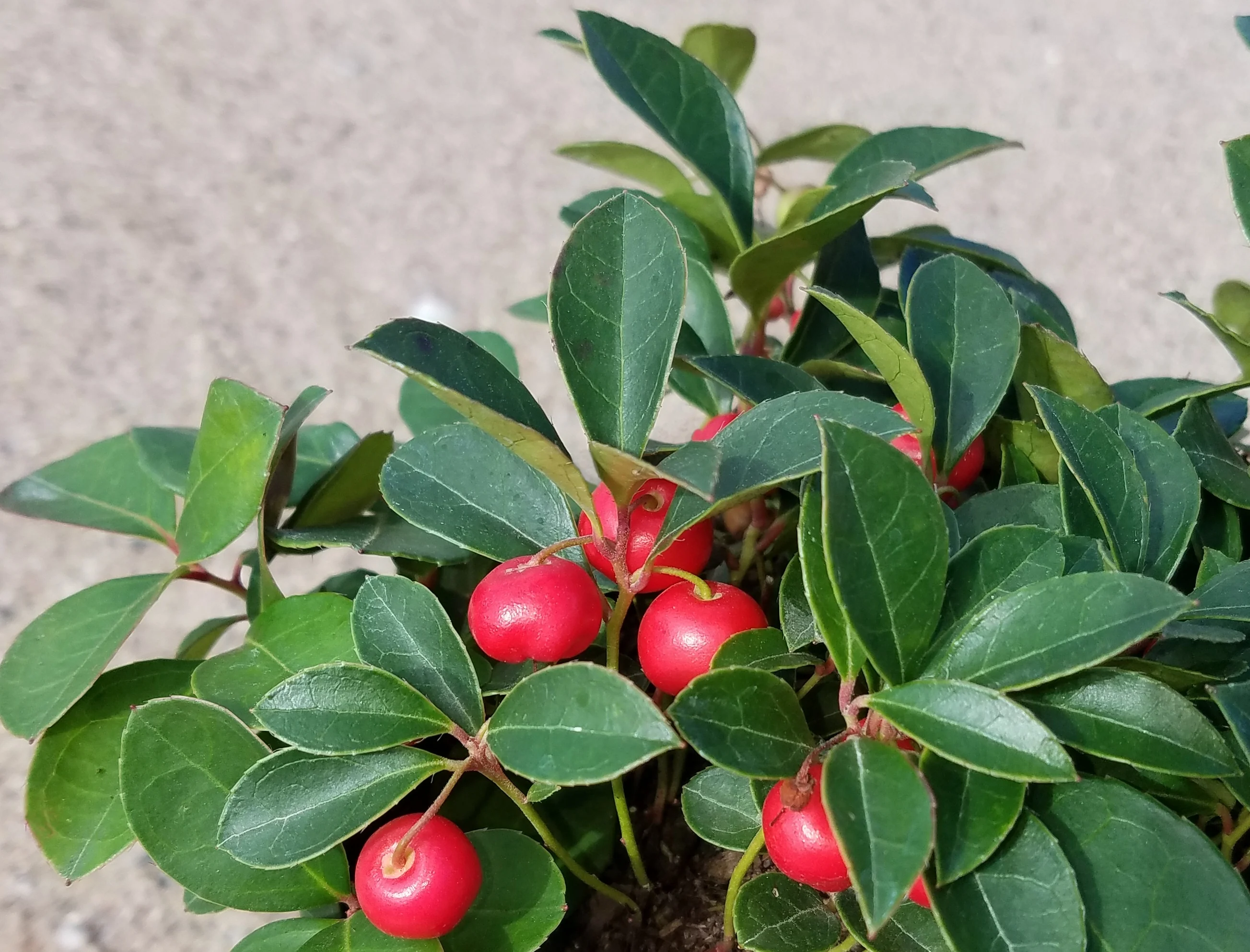 Cherry Berries™ Wintergreen 3 Cherry Berries™ Wintergreen