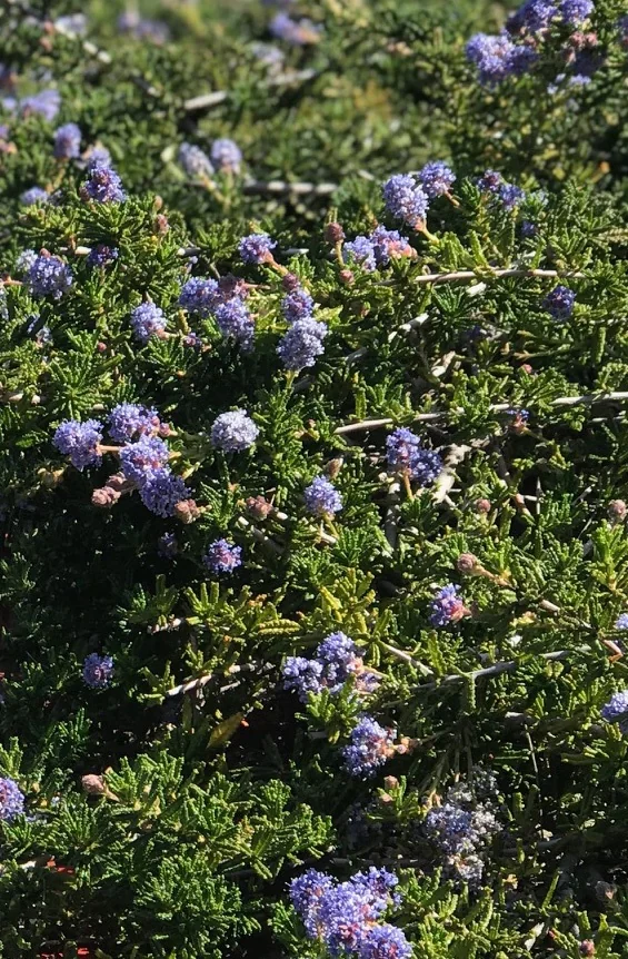 Hearst's California Lilac 5 Hearst's California Lilac