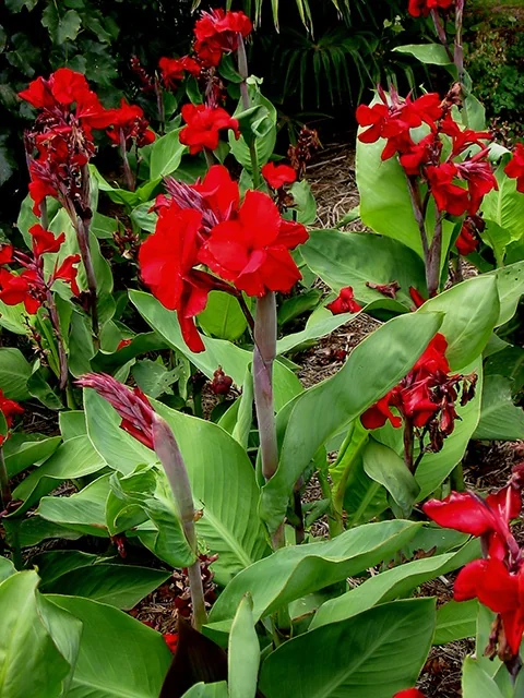 Fire Dragon Canna