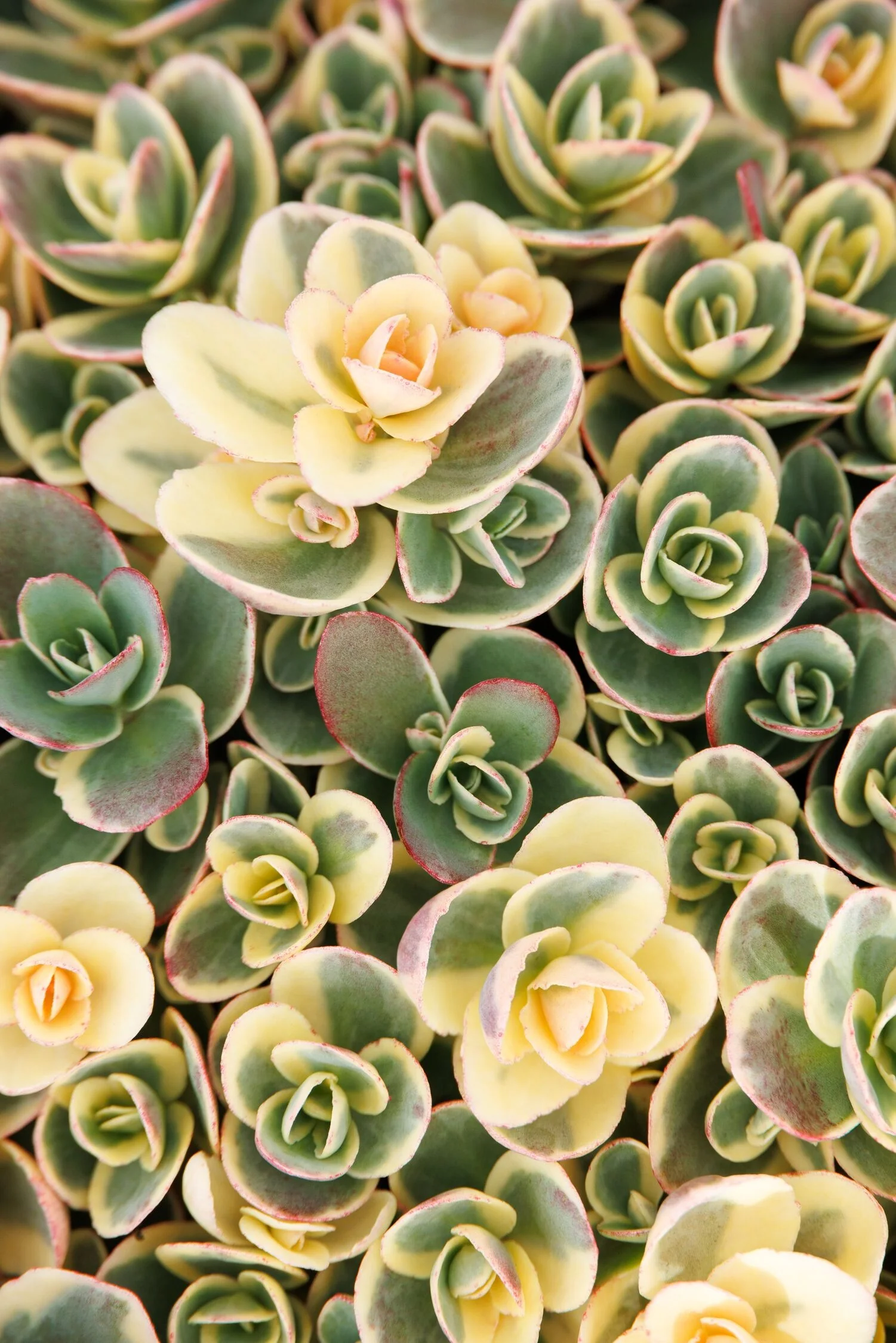 SunSparkler® Lime Twister Sedum 1 SunSparkler® Lime Twister Sedum