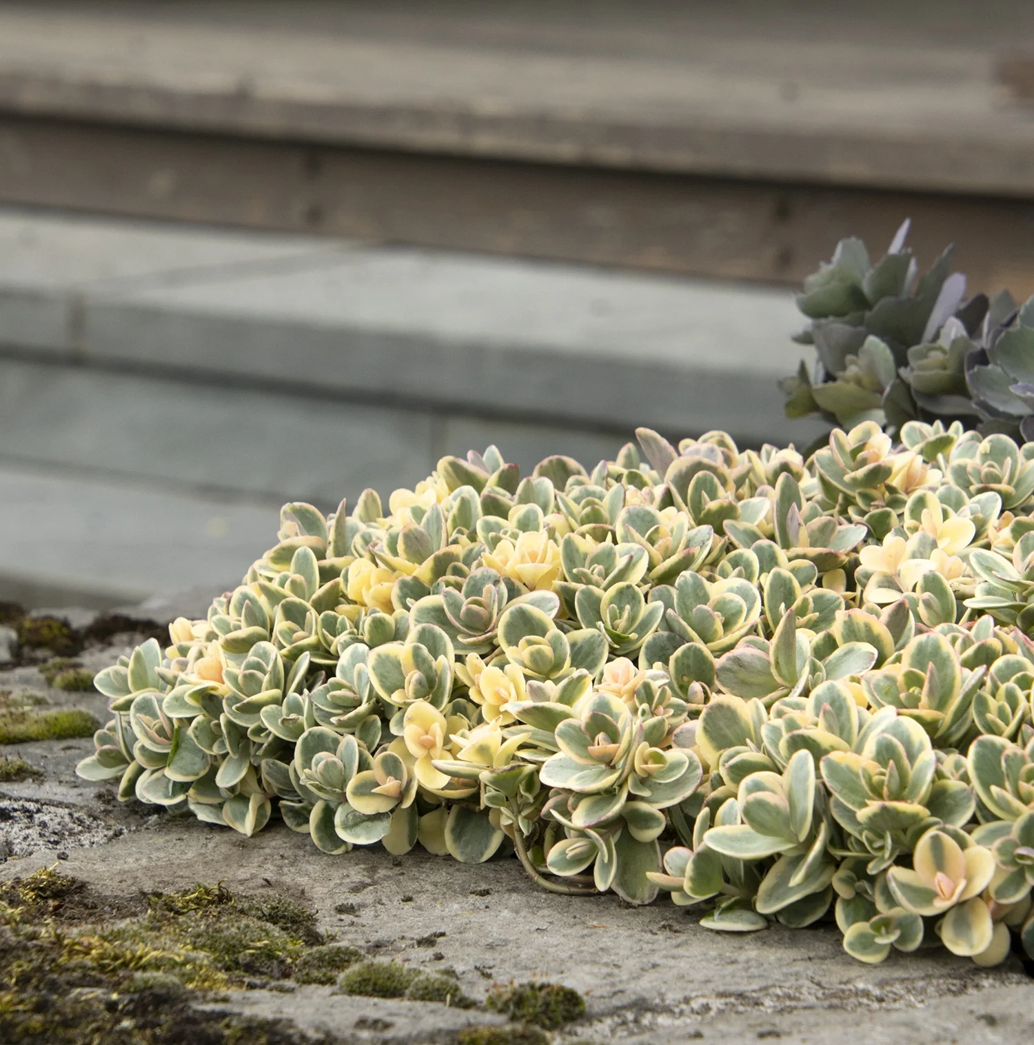 SunSparkler® Lime Twister Sedum 2 SunSparkler® Lime Twister Sedum