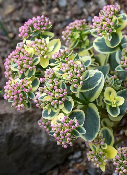 SunSparkler® Lime Twister Sedum 3 SunSparkler® Lime Twister Sedum