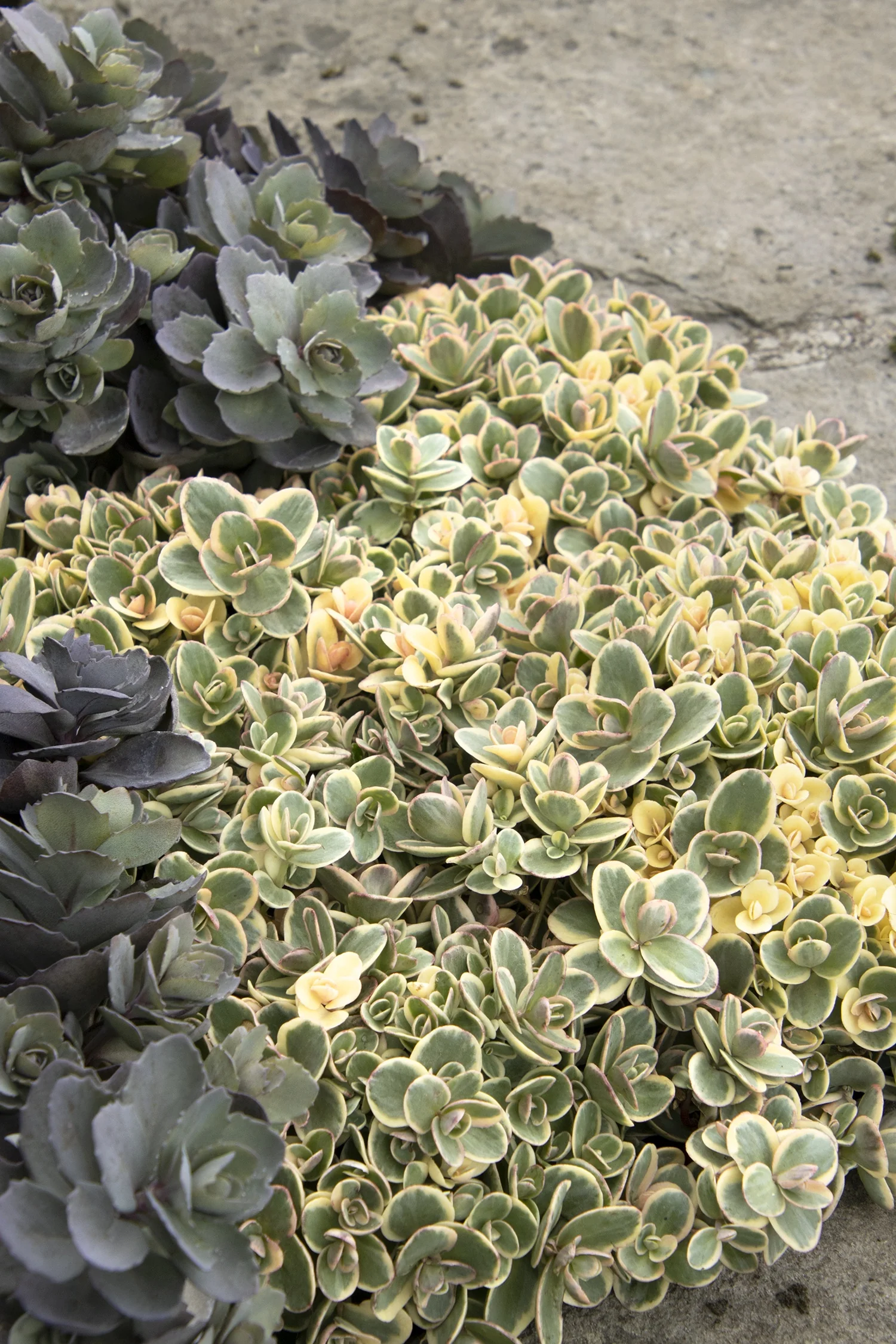 SunSparkler® Lime Twister Sedum 4 SunSparkler® Lime Twister Sedum