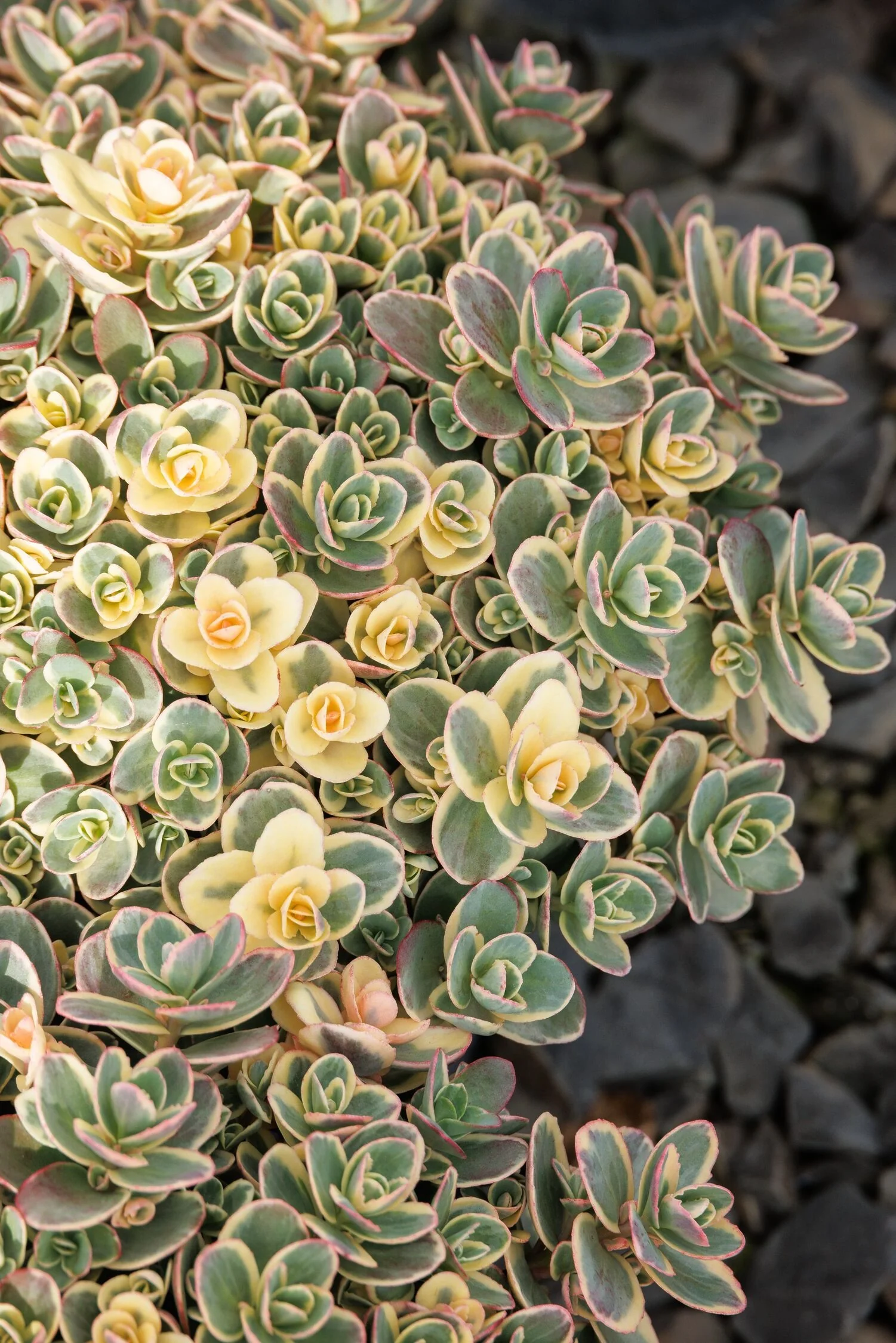 SunSparkler® Lime Twister Sedum 5 SunSparkler® Lime Twister Sedum
