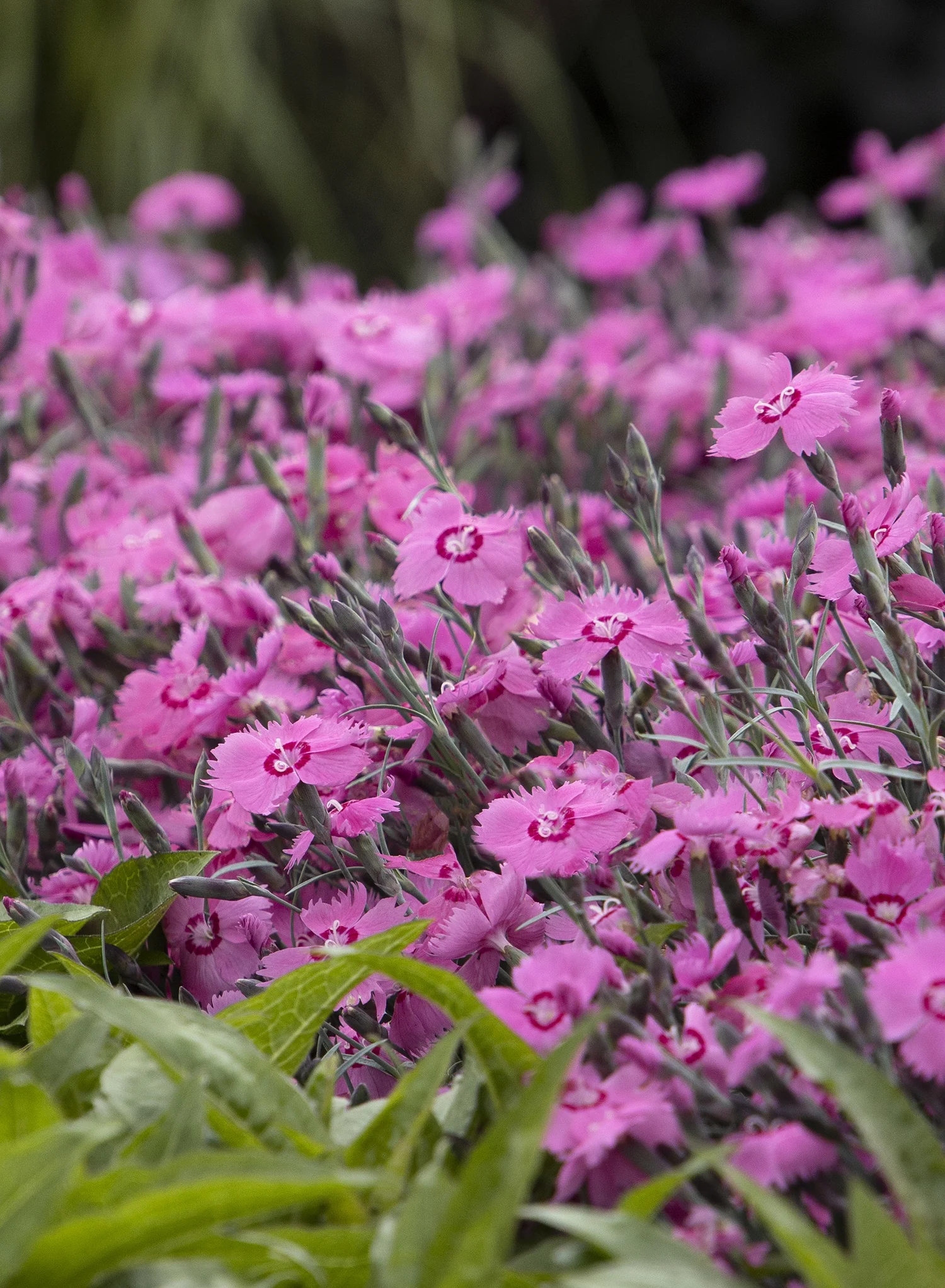 Mountain Frost™ Pink Twinkle Dianthus 13 Mountain Frost™ Pink Twinkle Dianthus
