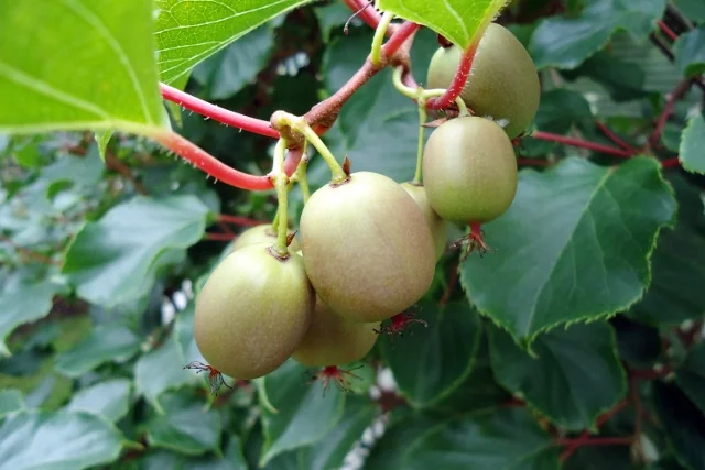 Hardy Kiwi Vine (Female)