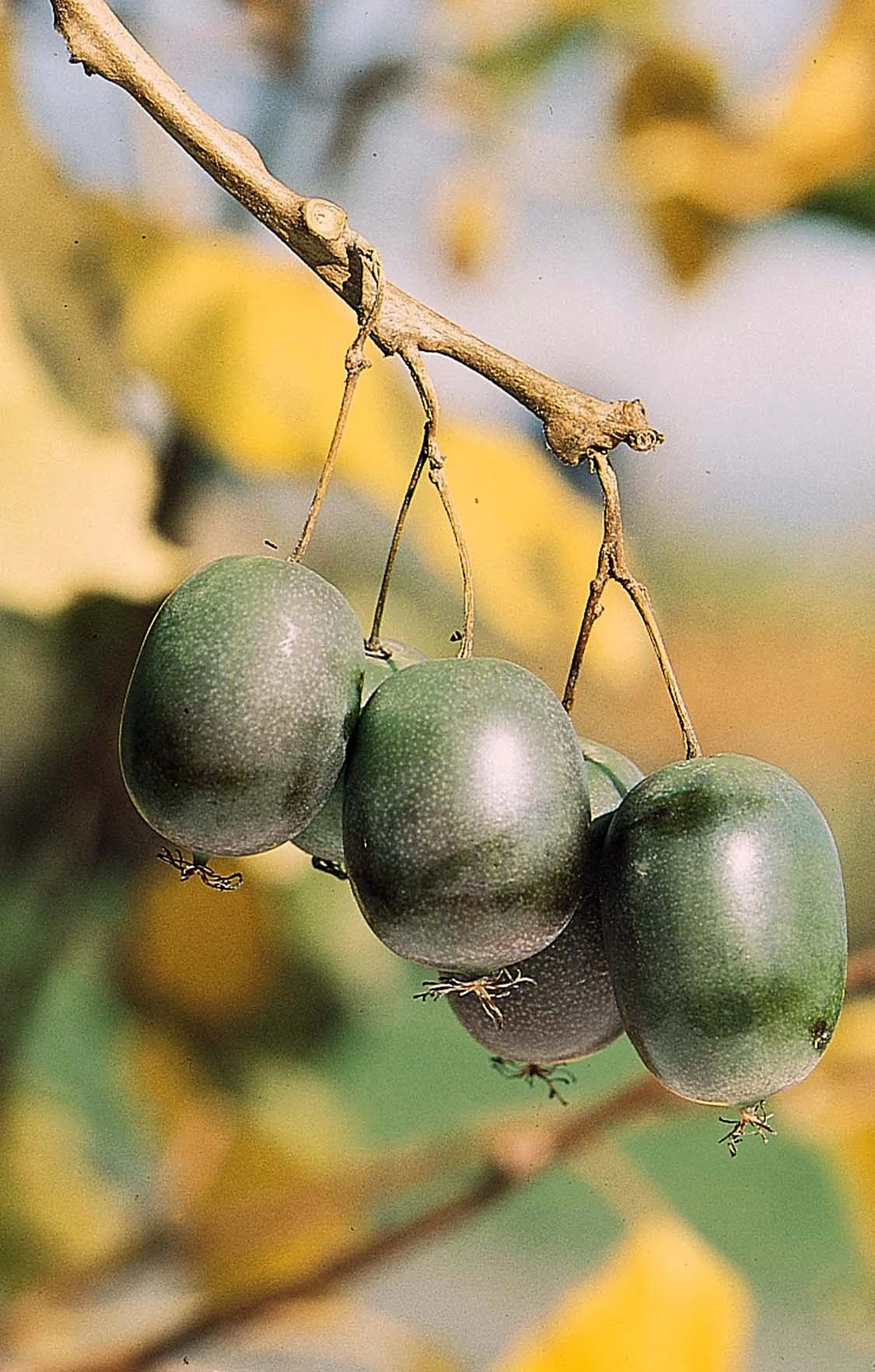 Hardy Kiwi Vine (Female)