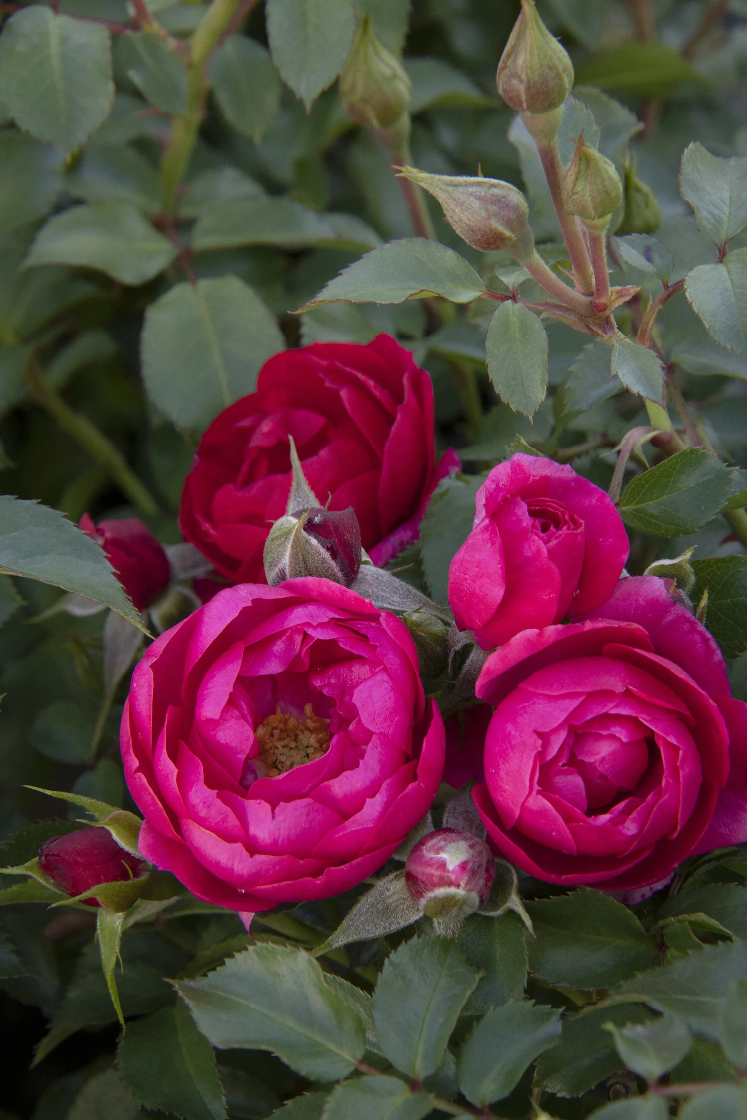 Nitty Gritty® Pink Rose 6 Nitty Gritty® Pink Rose