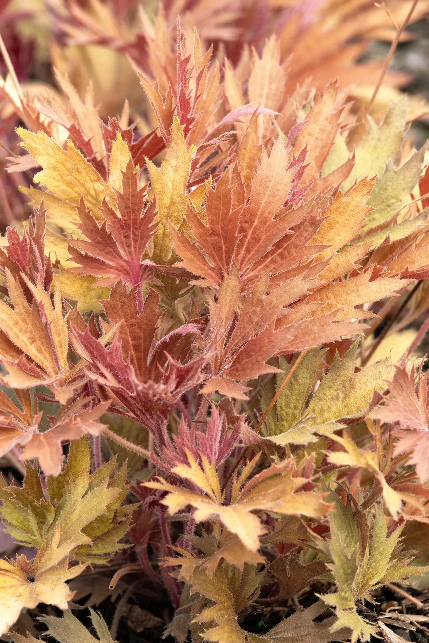 Fyre Wing™ Amber Heuchera 1 Fyre Wing™ Amber Heuchera