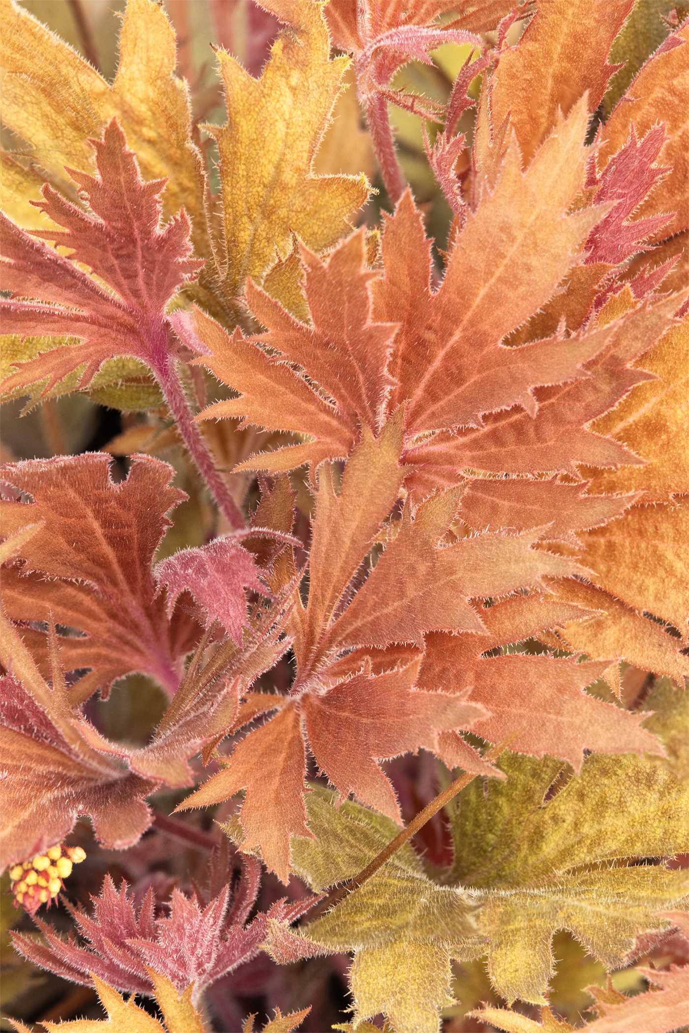 Fyre Wing™ Amber Heuchera 2 Fyre Wing™ Amber Heuchera