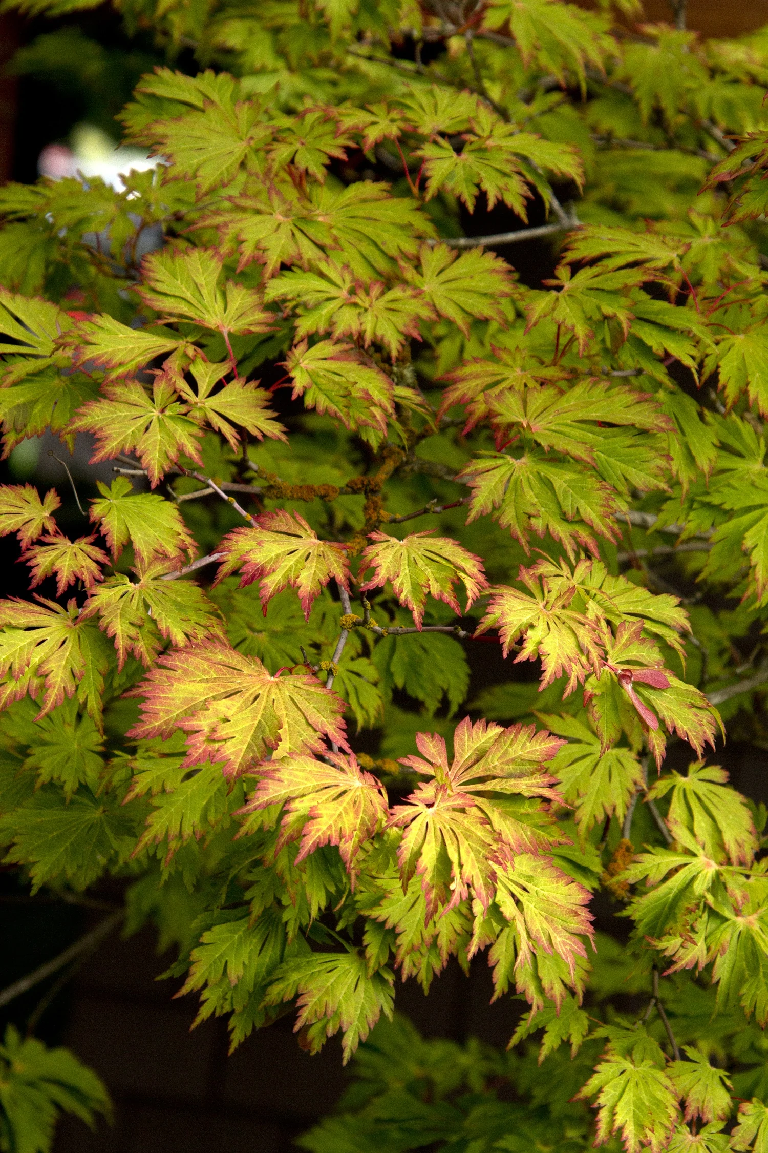 Fernleaf Full-Moon Maple 1 Fernleaf Full-Moon Maple