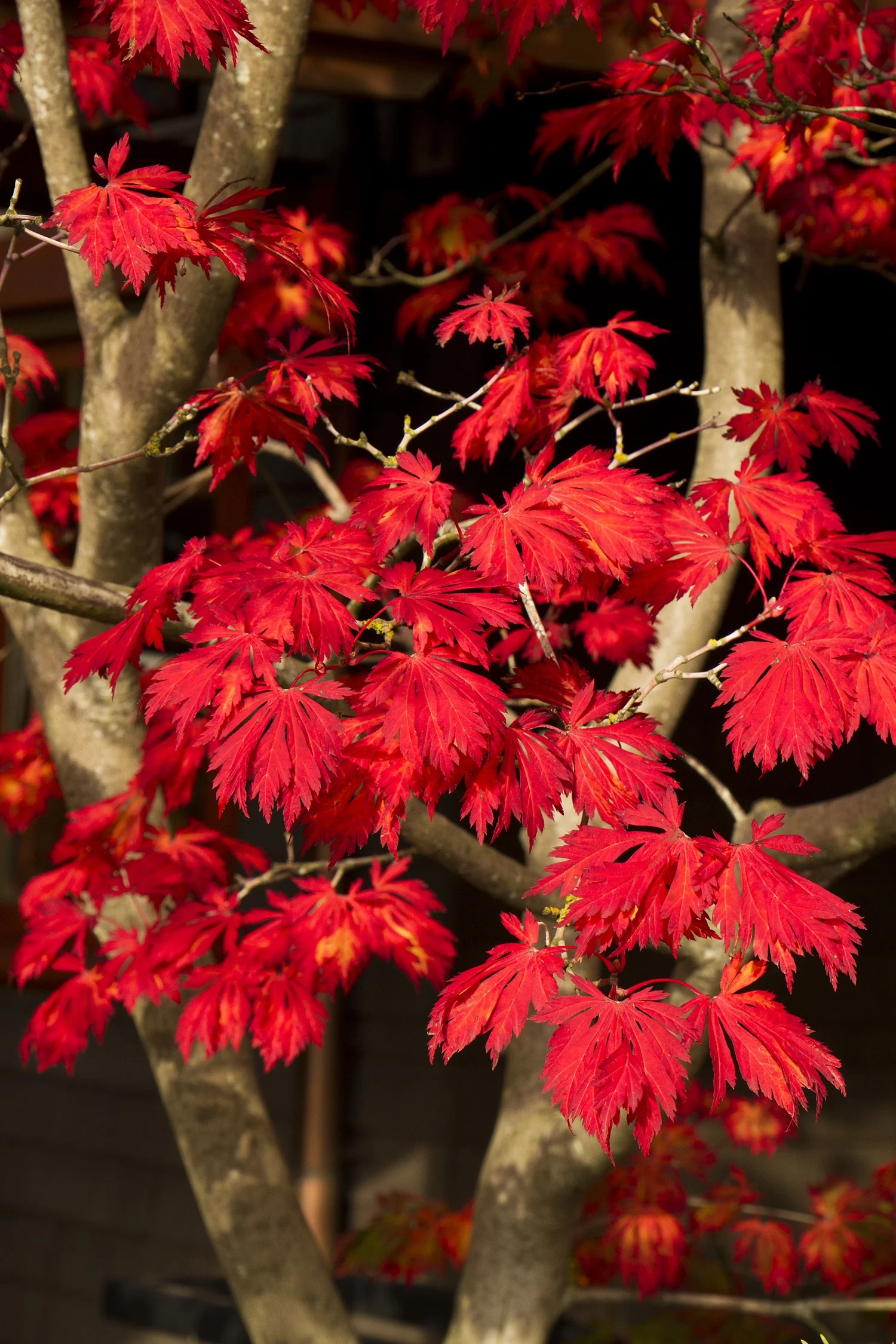 Fernleaf Full-Moon Maple 2 Fernleaf Full-Moon Maple