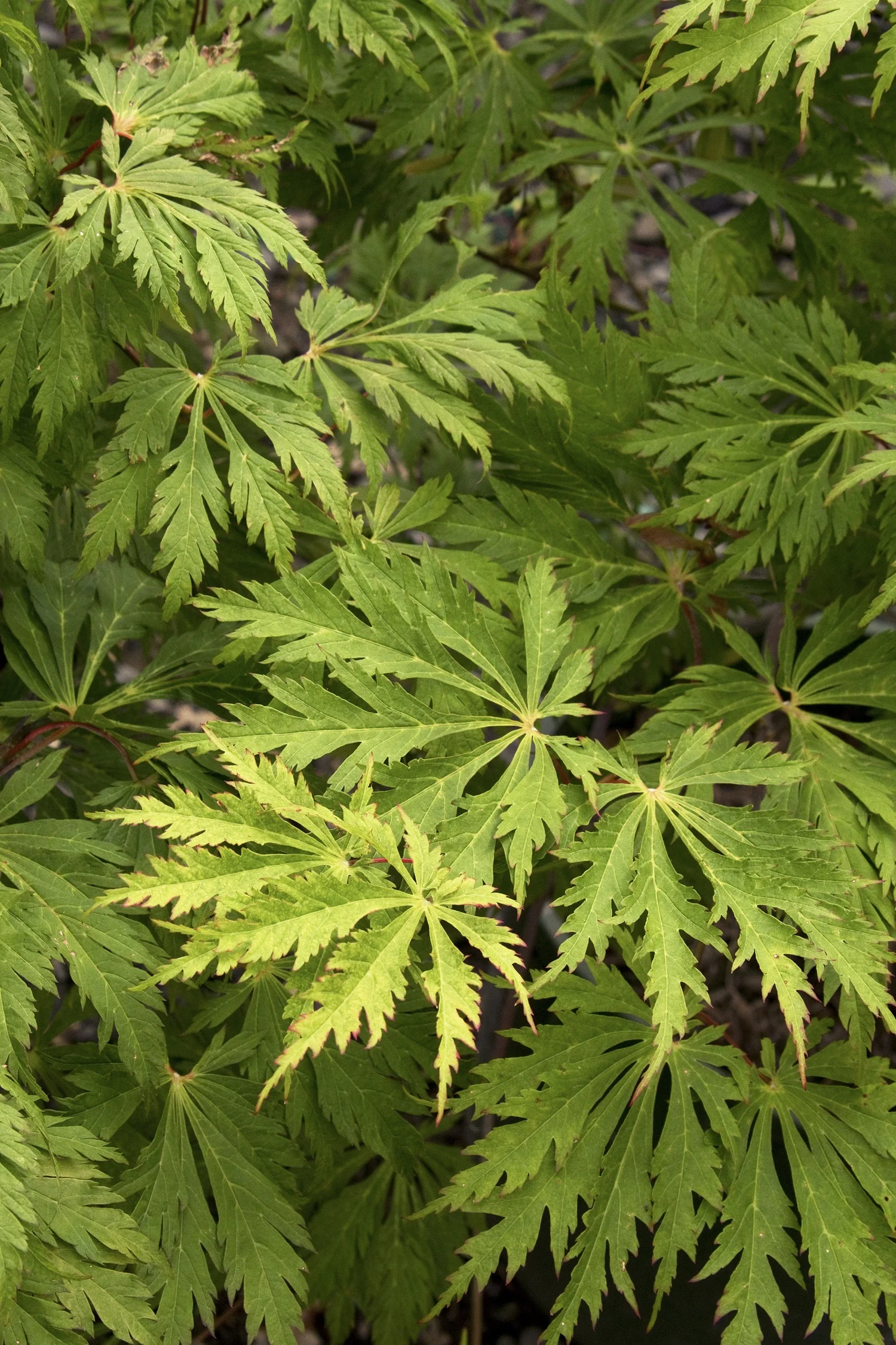 Fernleaf Full-Moon Maple 3 Fernleaf Full-Moon Maple