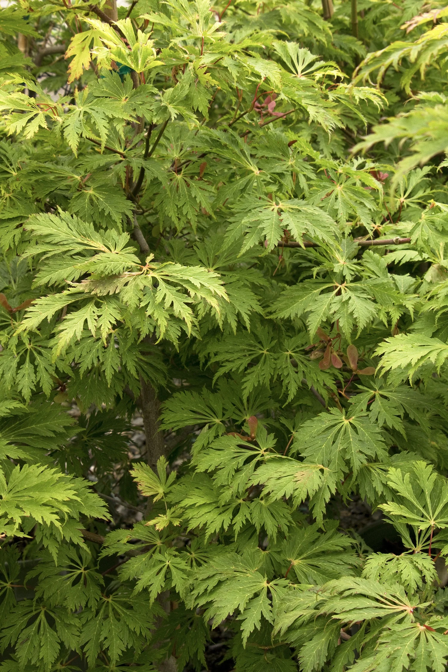 Fernleaf Full-Moon Maple 4 Fernleaf Full-Moon Maple