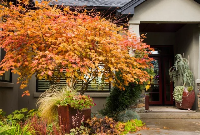 Fernleaf Full-Moon Maple 5 Fernleaf Full-Moon Maple