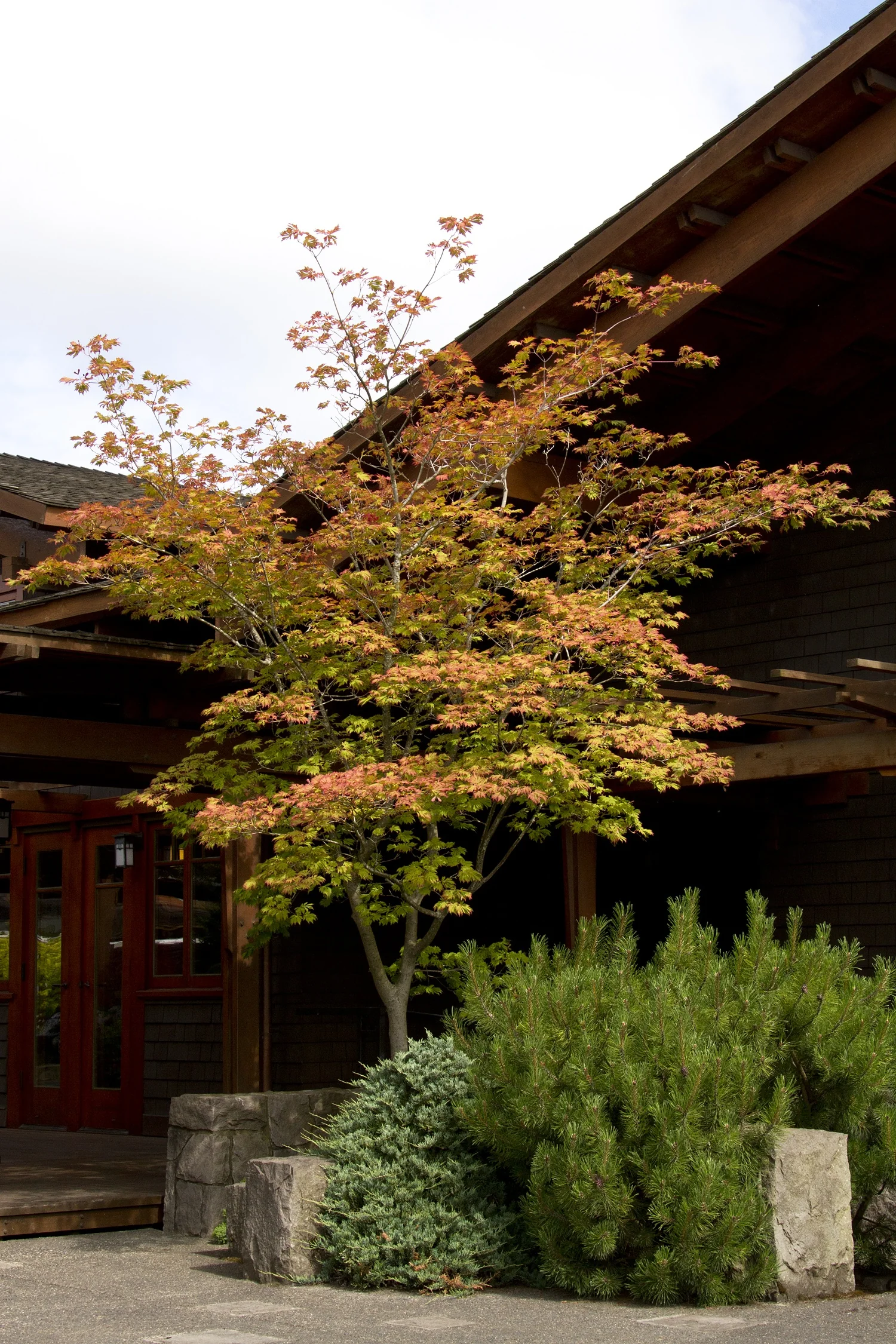 Fernleaf Full-Moon Maple 6 Fernleaf Full-Moon Maple