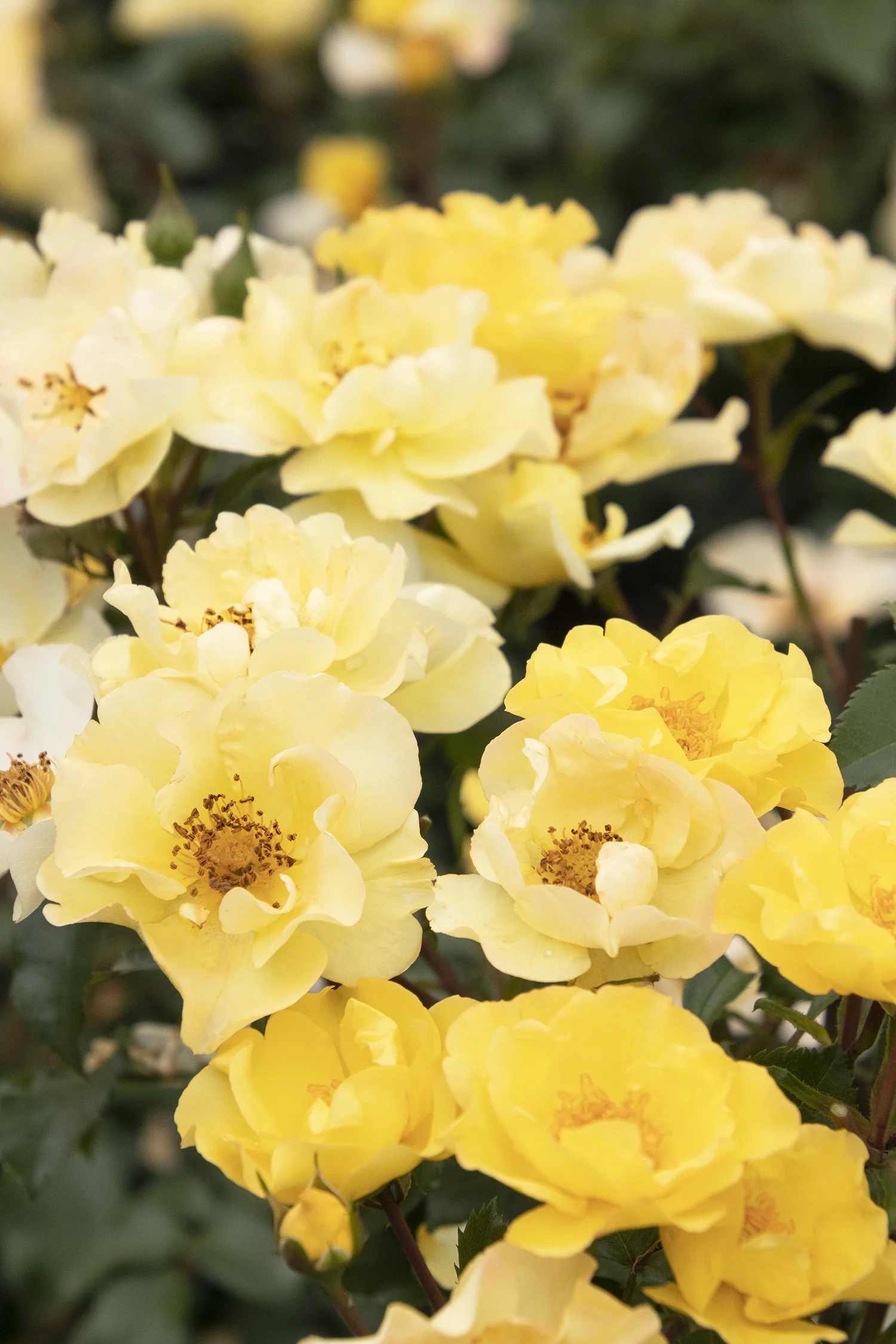 Nitty Gritty® Yellow Rose 1 Nitty Gritty® Yellow Rose