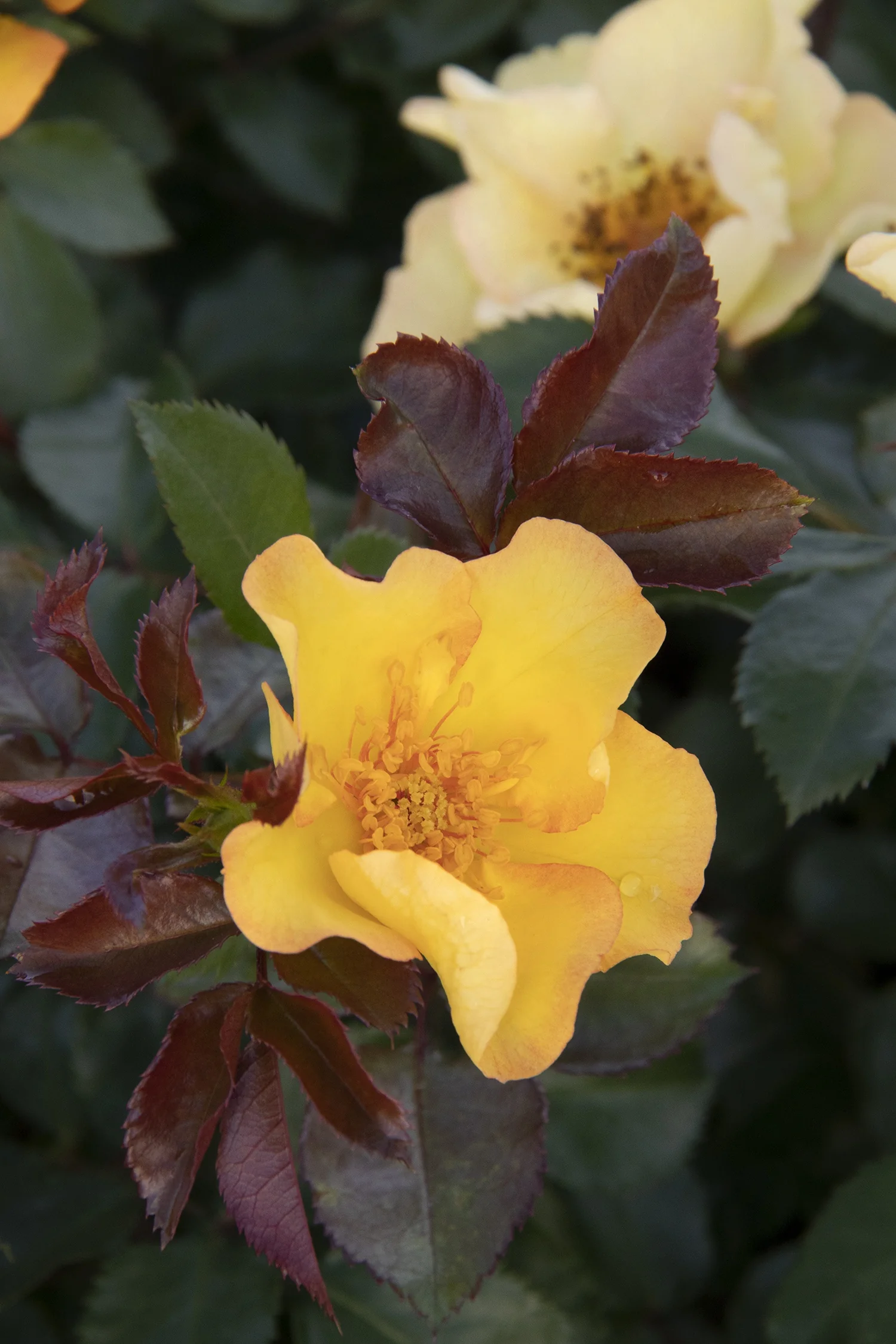 Nitty Gritty® Yellow Rose 2 Nitty Gritty® Yellow Rose