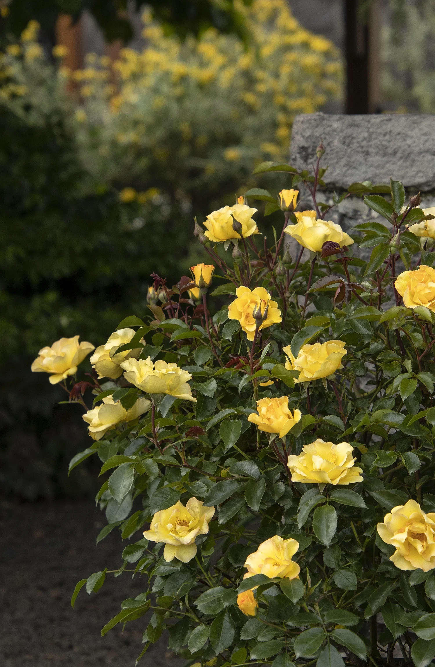 Nitty Gritty® Yellow Rose 3 Nitty Gritty® Yellow Rose