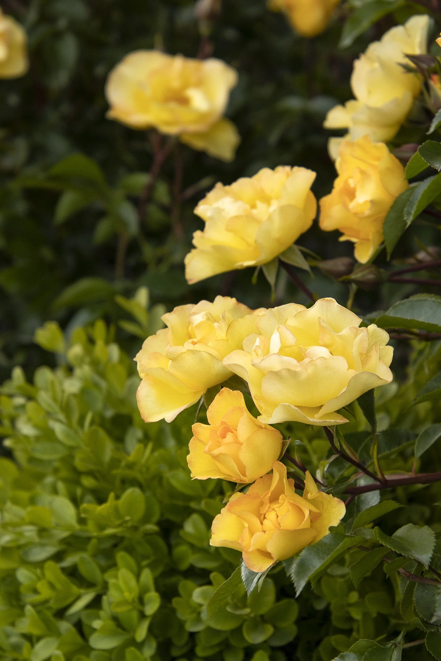 Nitty Gritty® Yellow Rose 4 Nitty Gritty® Yellow Rose