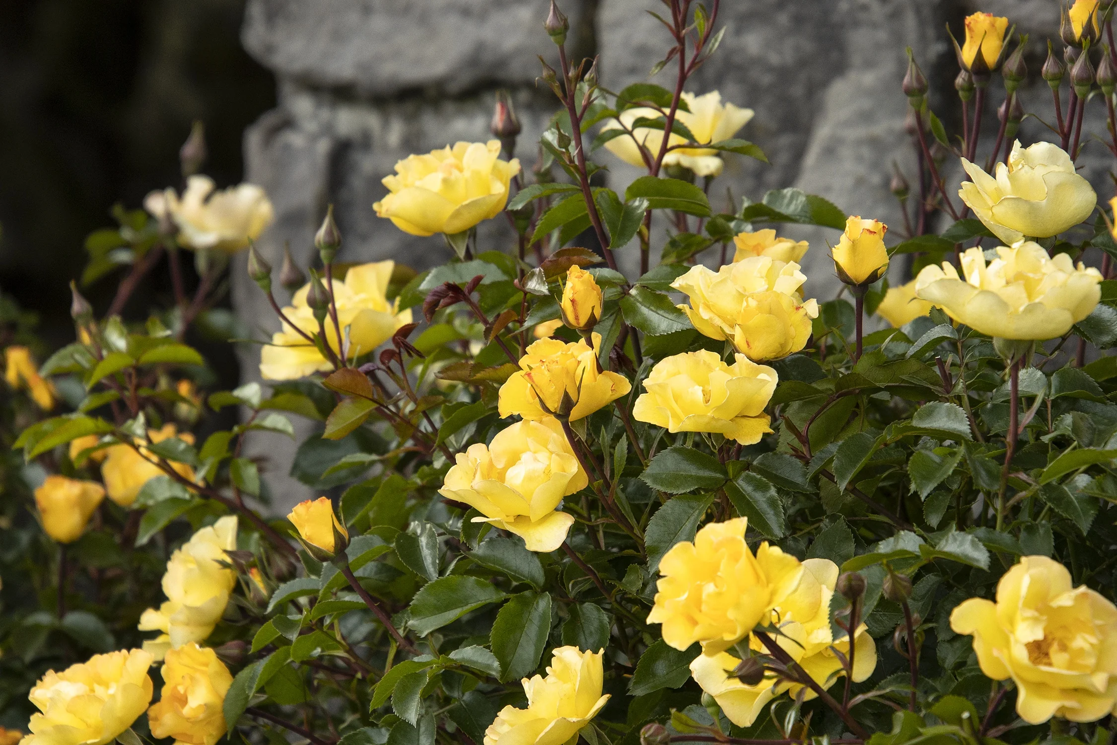 Nitty Gritty® Yellow Rose 5 Nitty Gritty® Yellow Rose