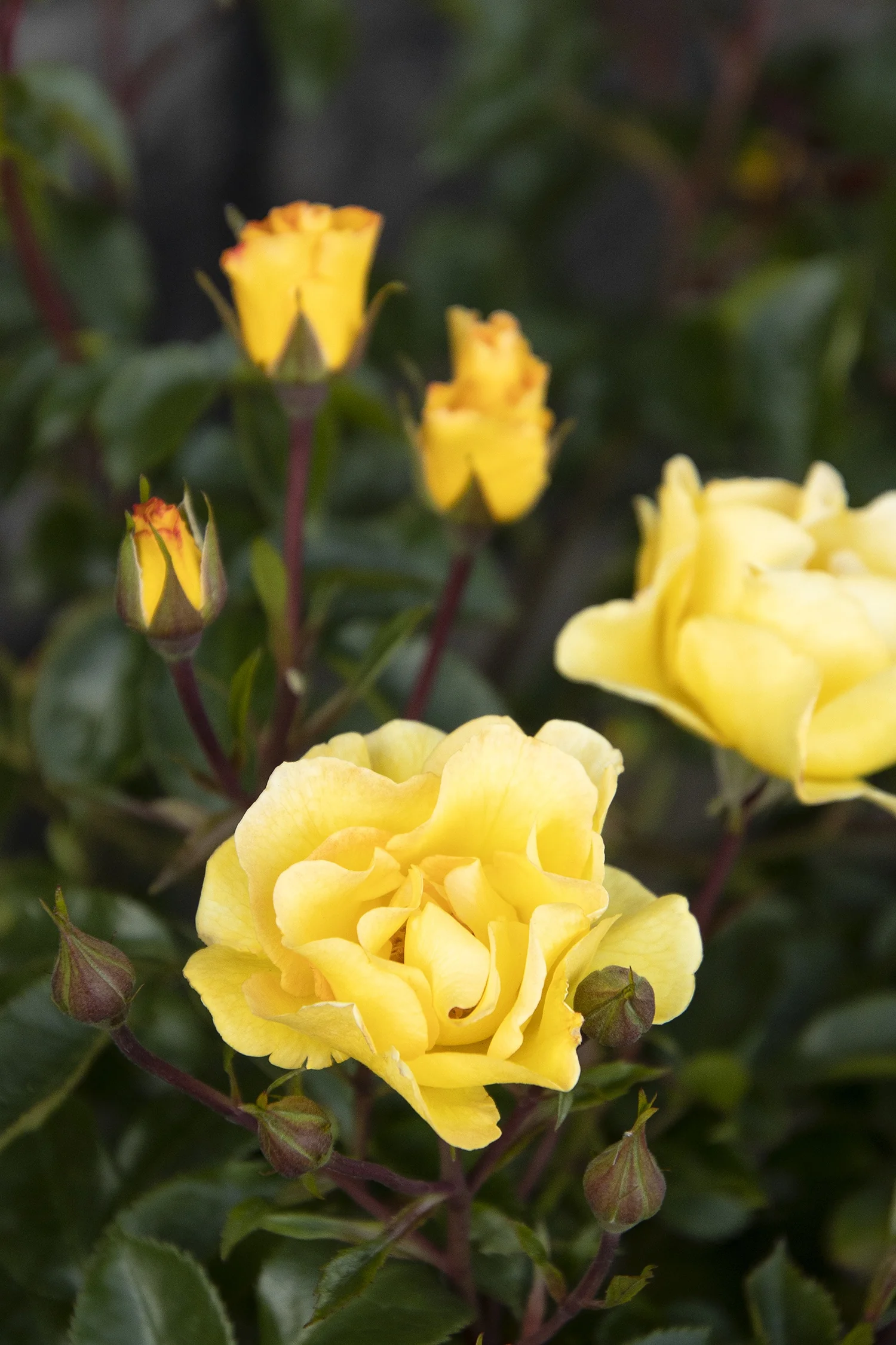 Nitty Gritty® Yellow Rose 6 Nitty Gritty® Yellow Rose