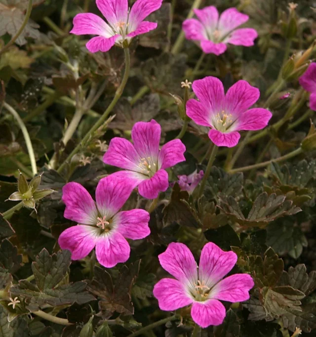 Orkney Cherry Cranesbill 2 Orkney Cherry Cranesbill