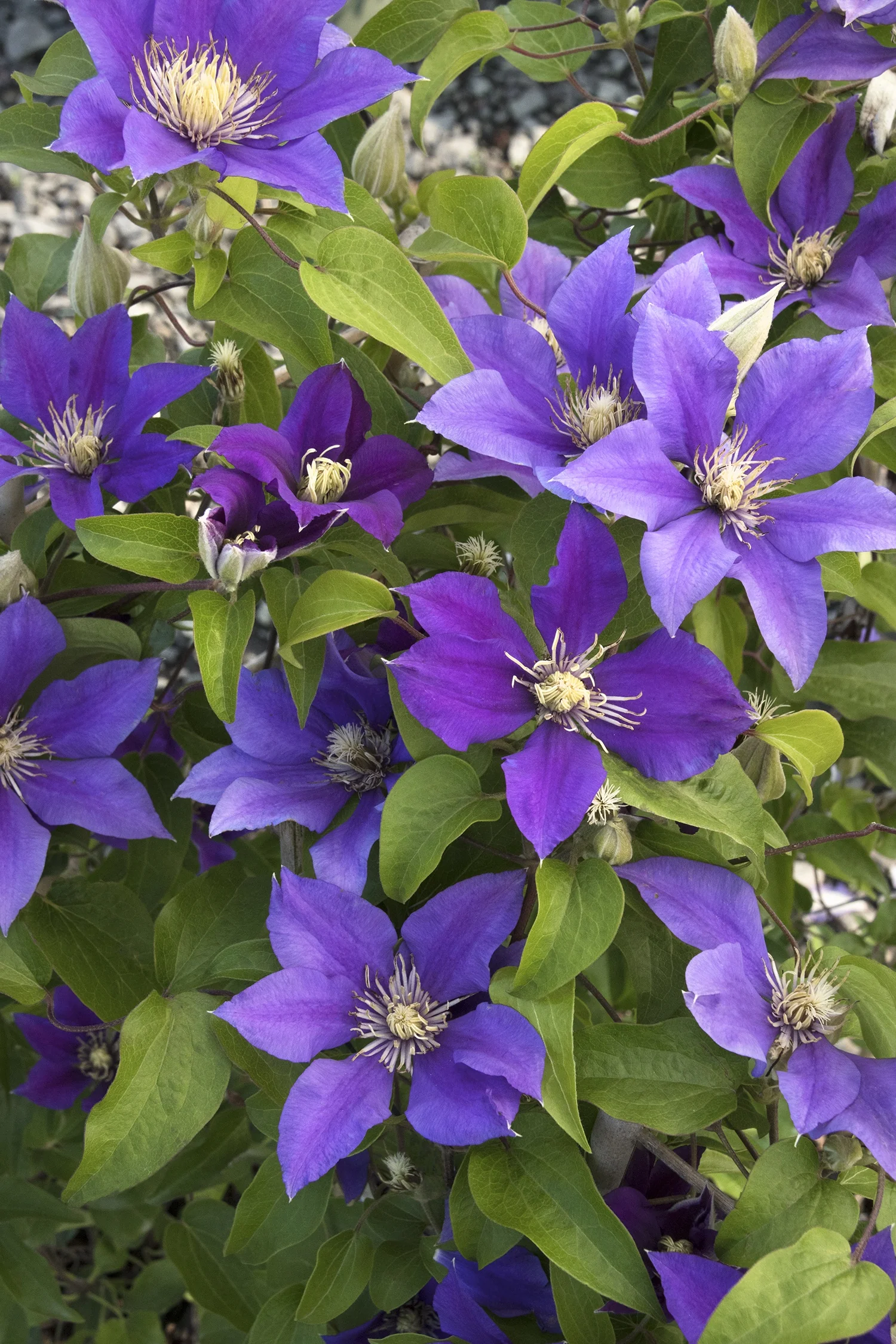 Boulevard® Olympia™ Clematis 12 Boulevard® Olympia™ Clematis