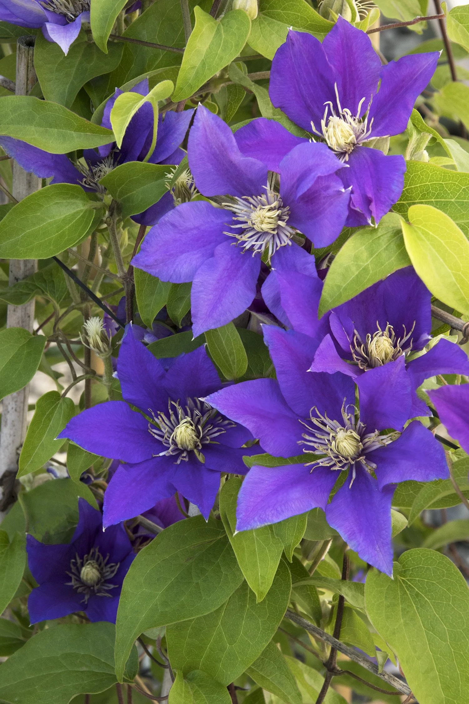 Boulevard® Olympia™ Clematis 2 Boulevard® Olympia™ Clematis