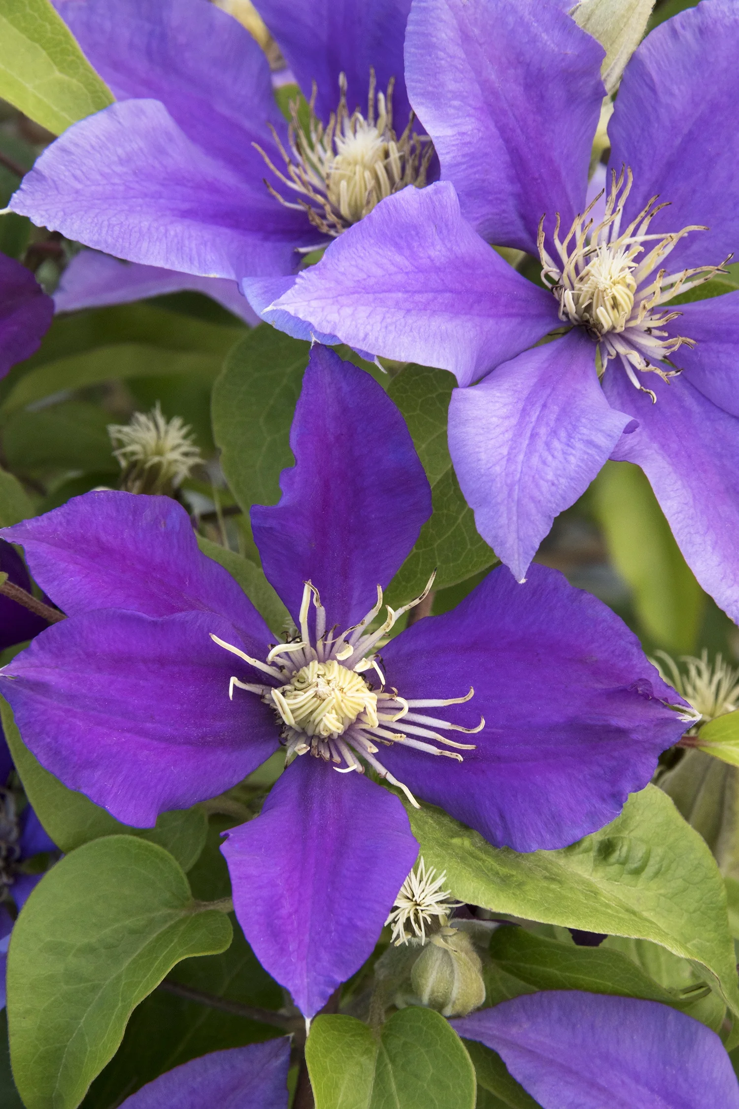 Boulevard® Olympia™ Clematis 3 Boulevard® Olympia™ Clematis