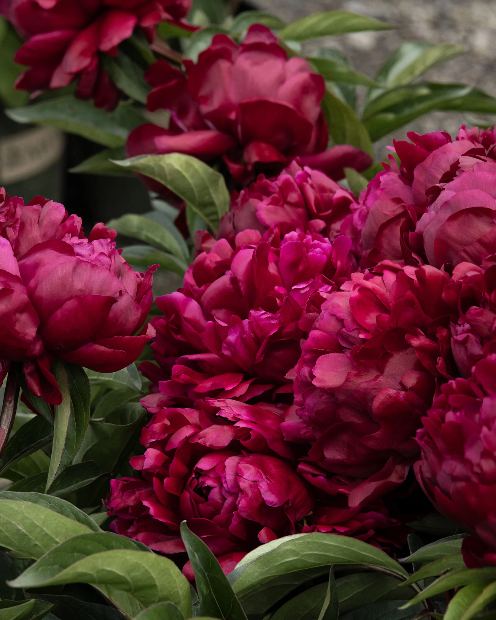 Lady in Red Peony 9 Lady in Red Peony