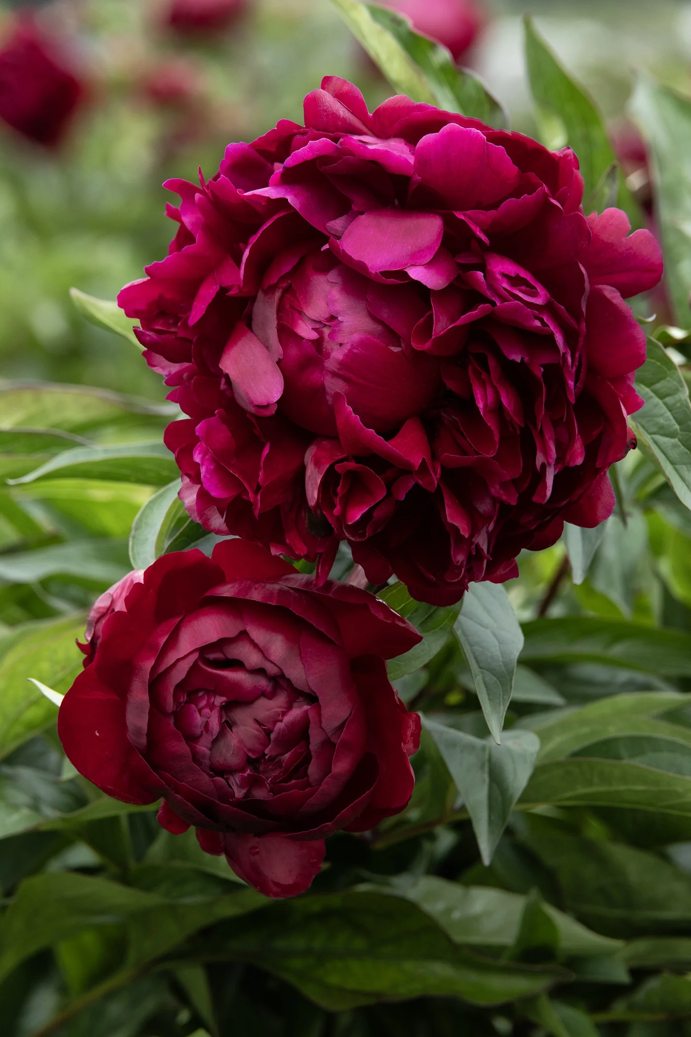 Lady in Red Peony
