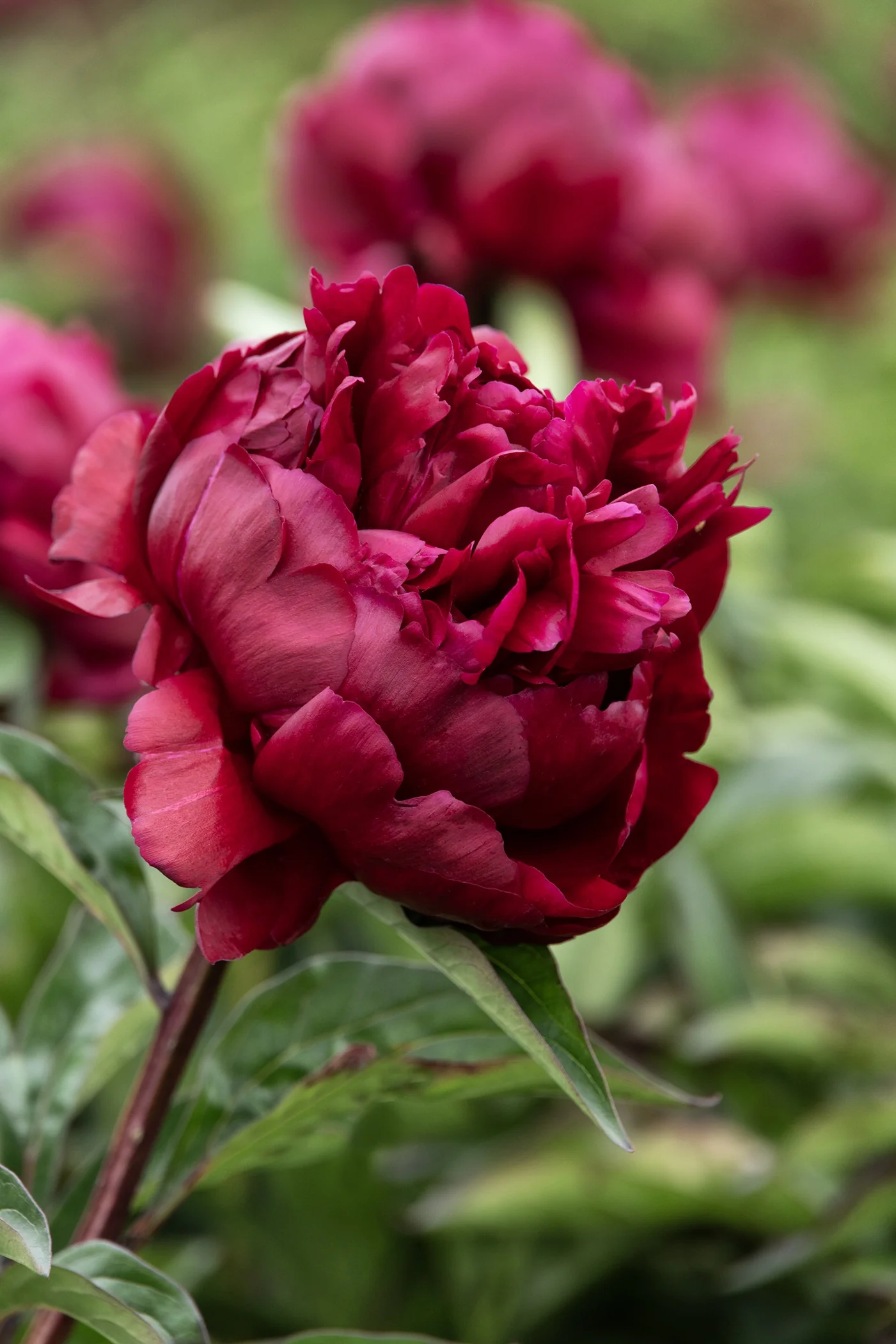 Lady in Red Peony 3 Lady in Red Peony