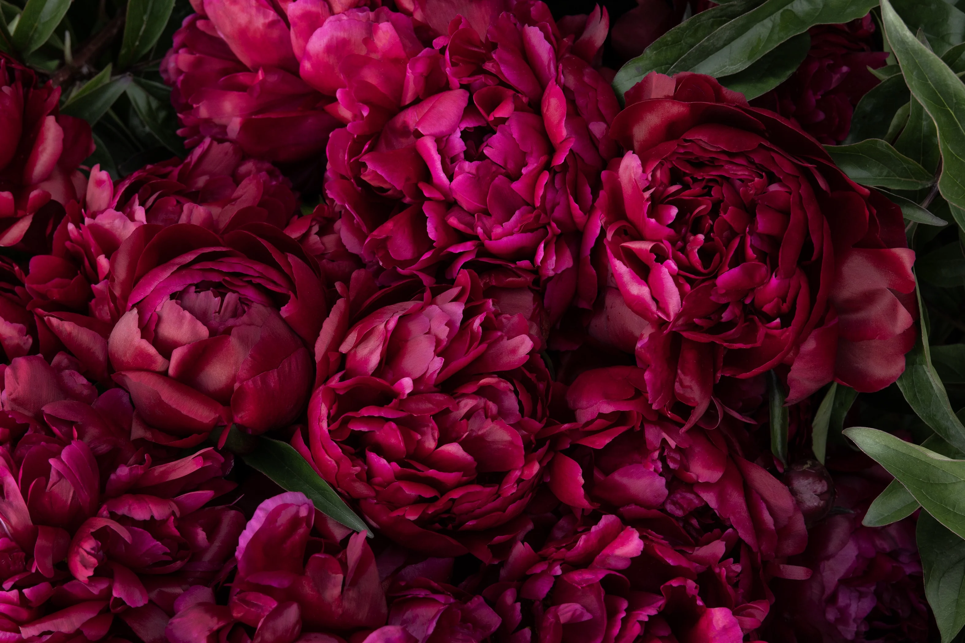 Lady in Red Peony 4 Lady in Red Peony