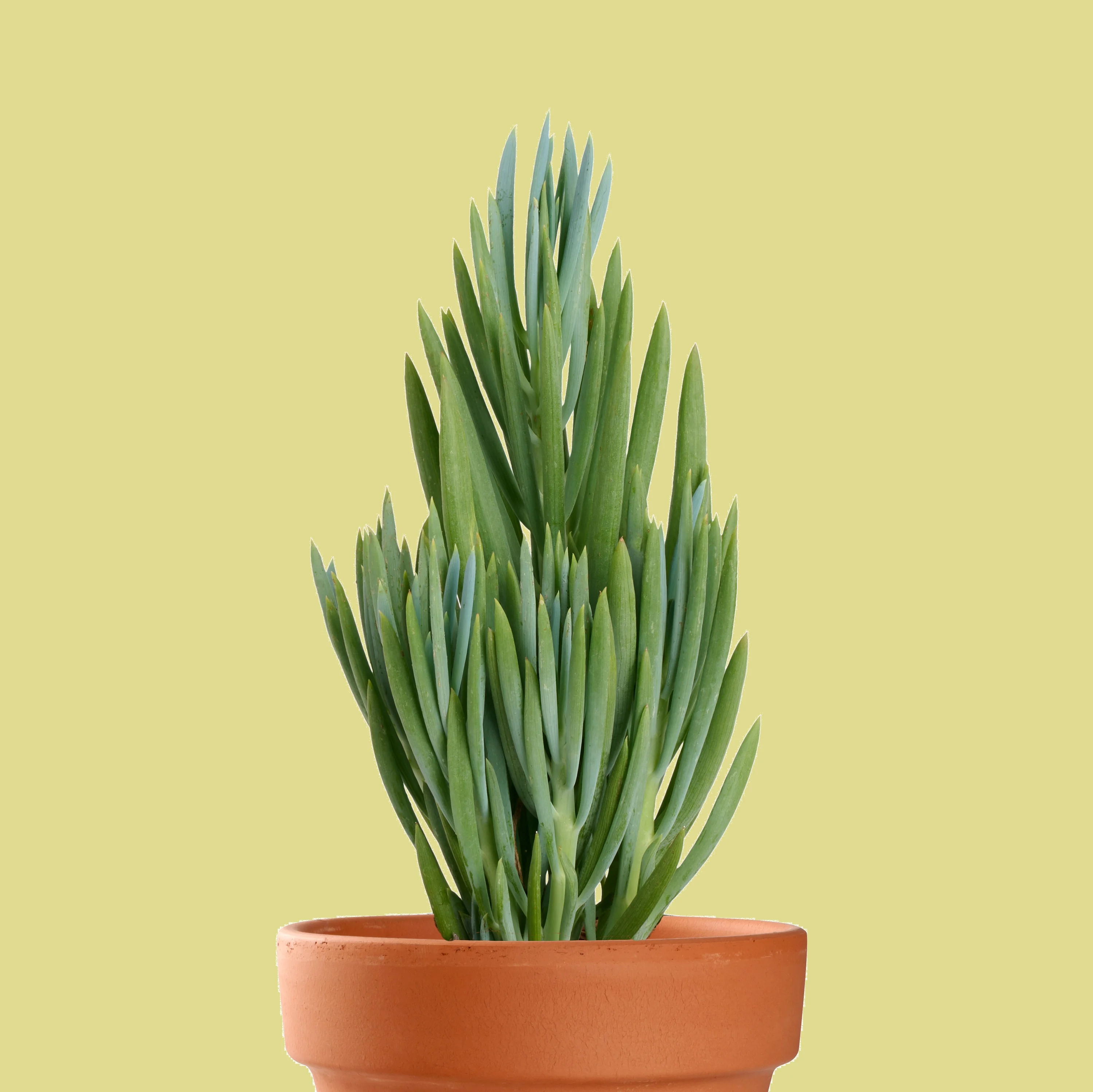 The Blues Blue Chalksticks
