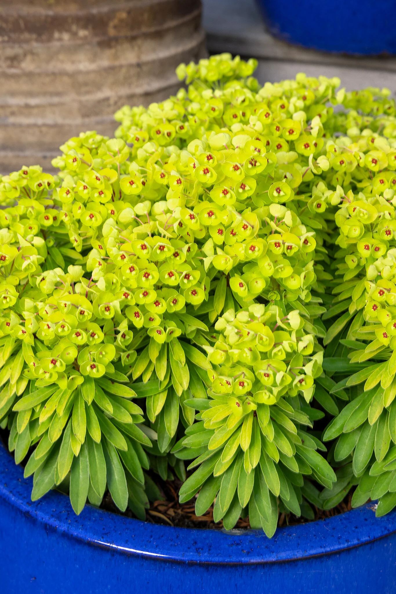 Sahara™ Tiny Treasure Spurge 4 Sahara™ Tiny Treasure Spurge