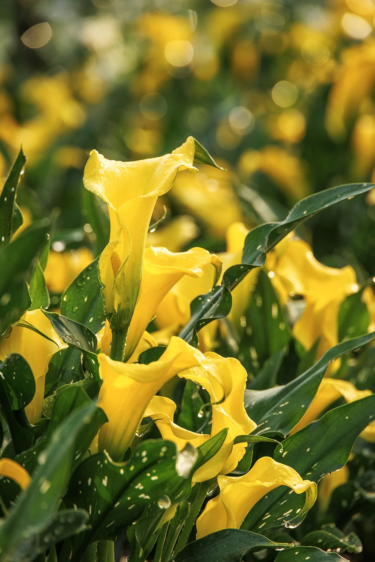 Captain Solo Calla Lily 9 Captain Solo Calla Lily