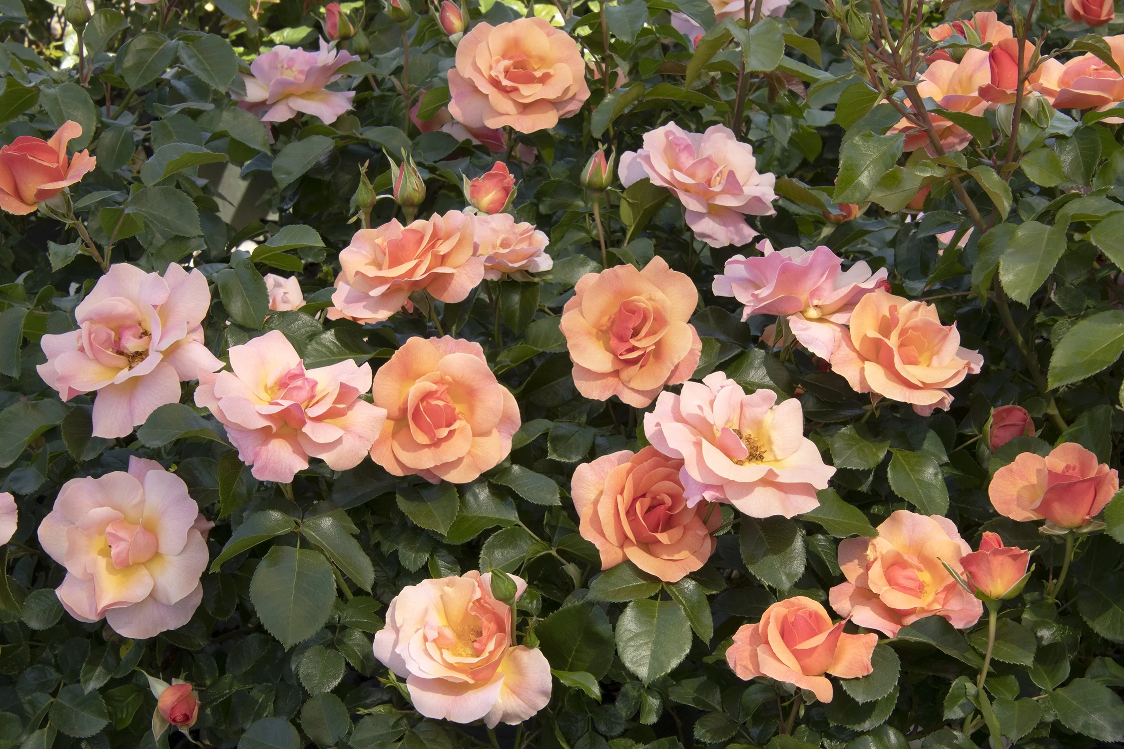 Nitty Gritty® Peach Rose 12 Nitty Gritty® Peach Rose