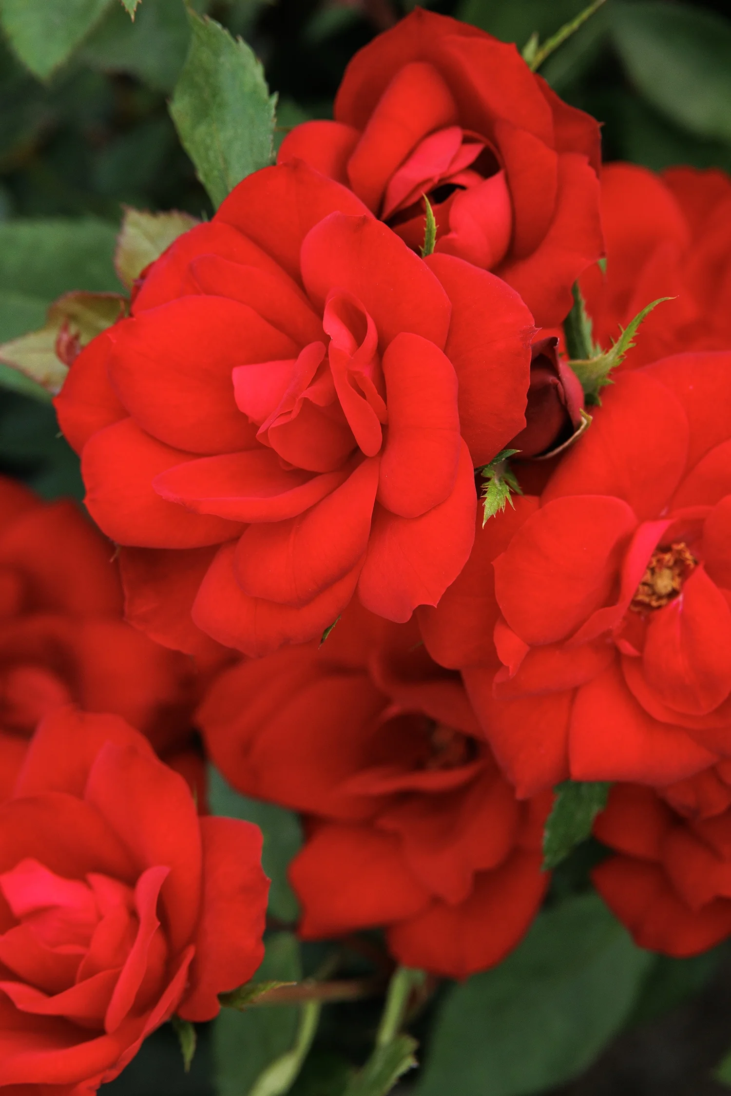Nitty Gritty® Red Rose 3 Nitty Gritty® Red Rose