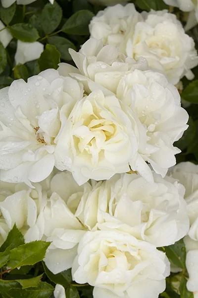 Iceberg Climbing Rose 1 Iceberg Climbing Rose