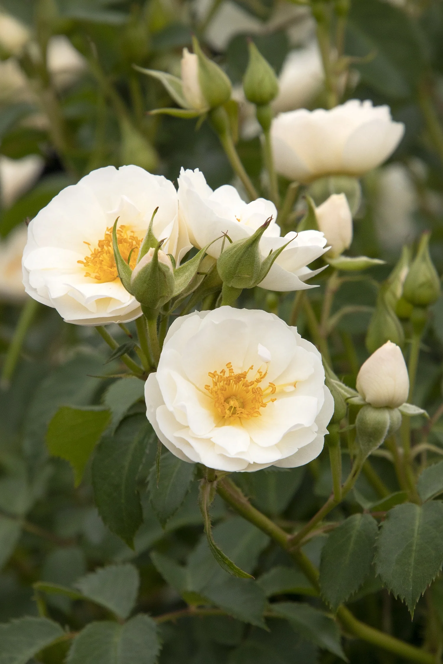 Nitty Gritty® White Rose 7 Nitty Gritty® White Rose