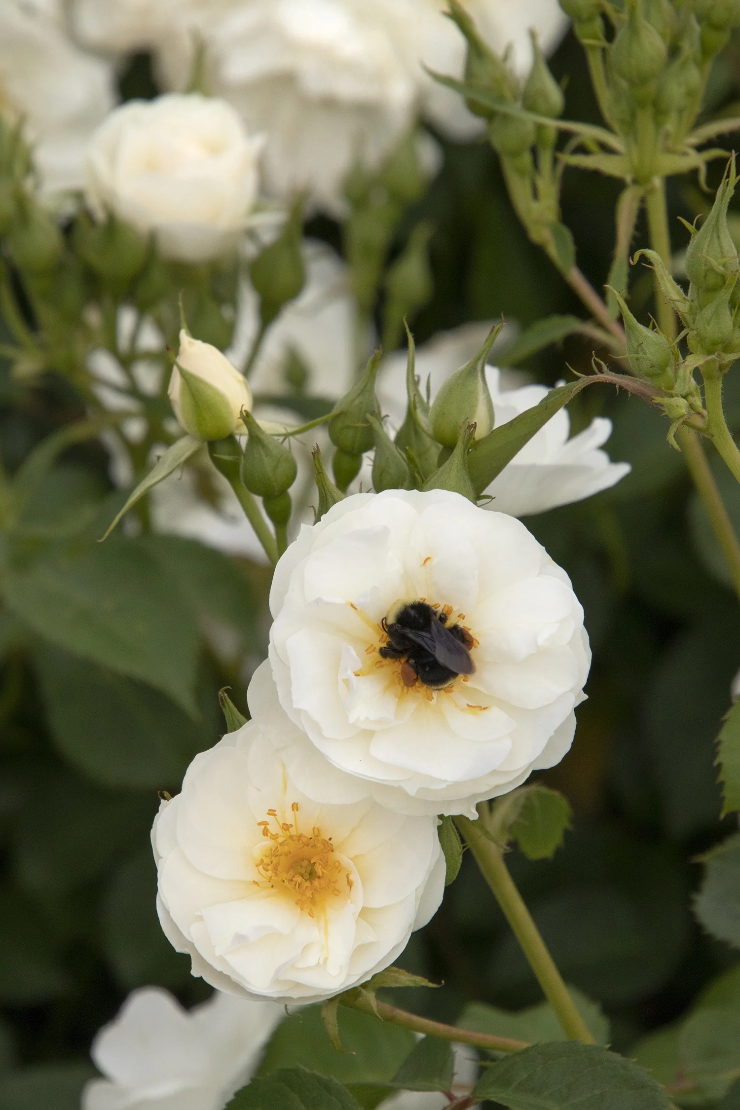 Nitty Gritty® White Rose 2 Nitty Gritty® White Rose