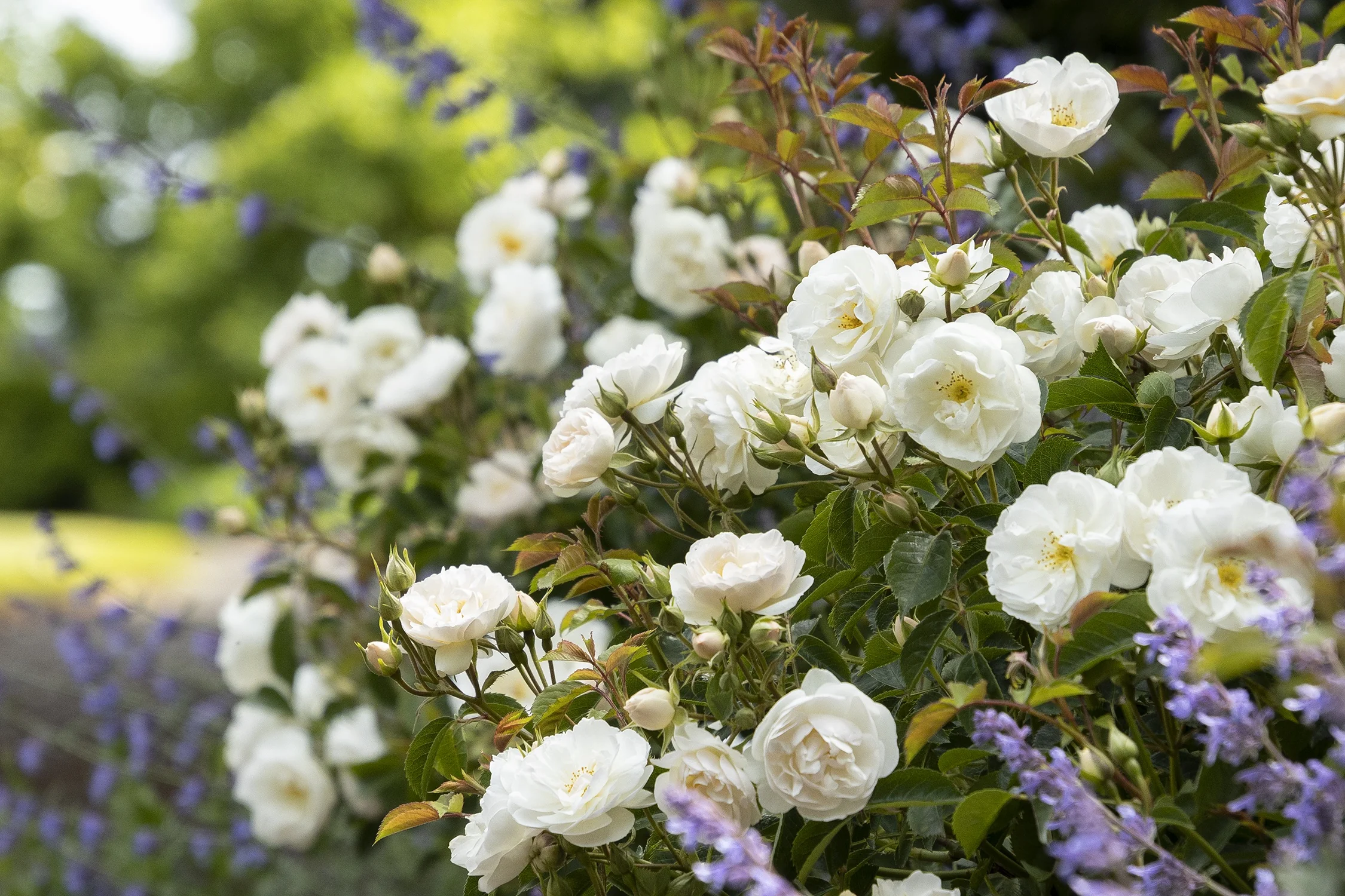 Nitty Gritty® White Rose 3 Nitty Gritty® White Rose