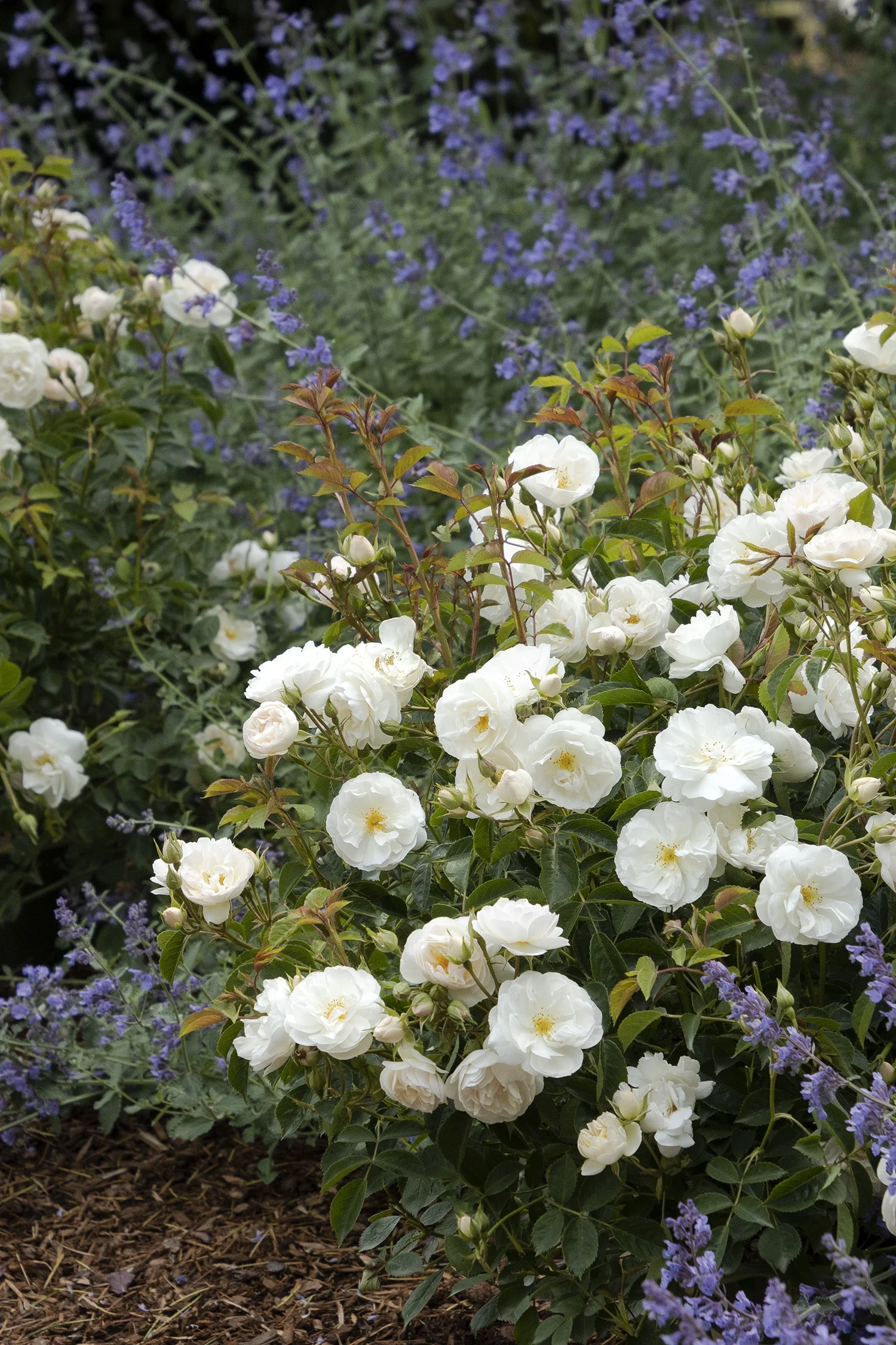 Nitty Gritty® White Rose 4 Nitty Gritty® White Rose