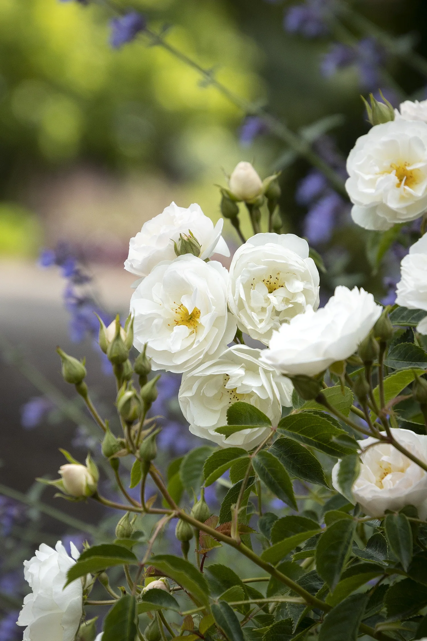 Nitty Gritty® White Rose 5 Nitty Gritty® White Rose
