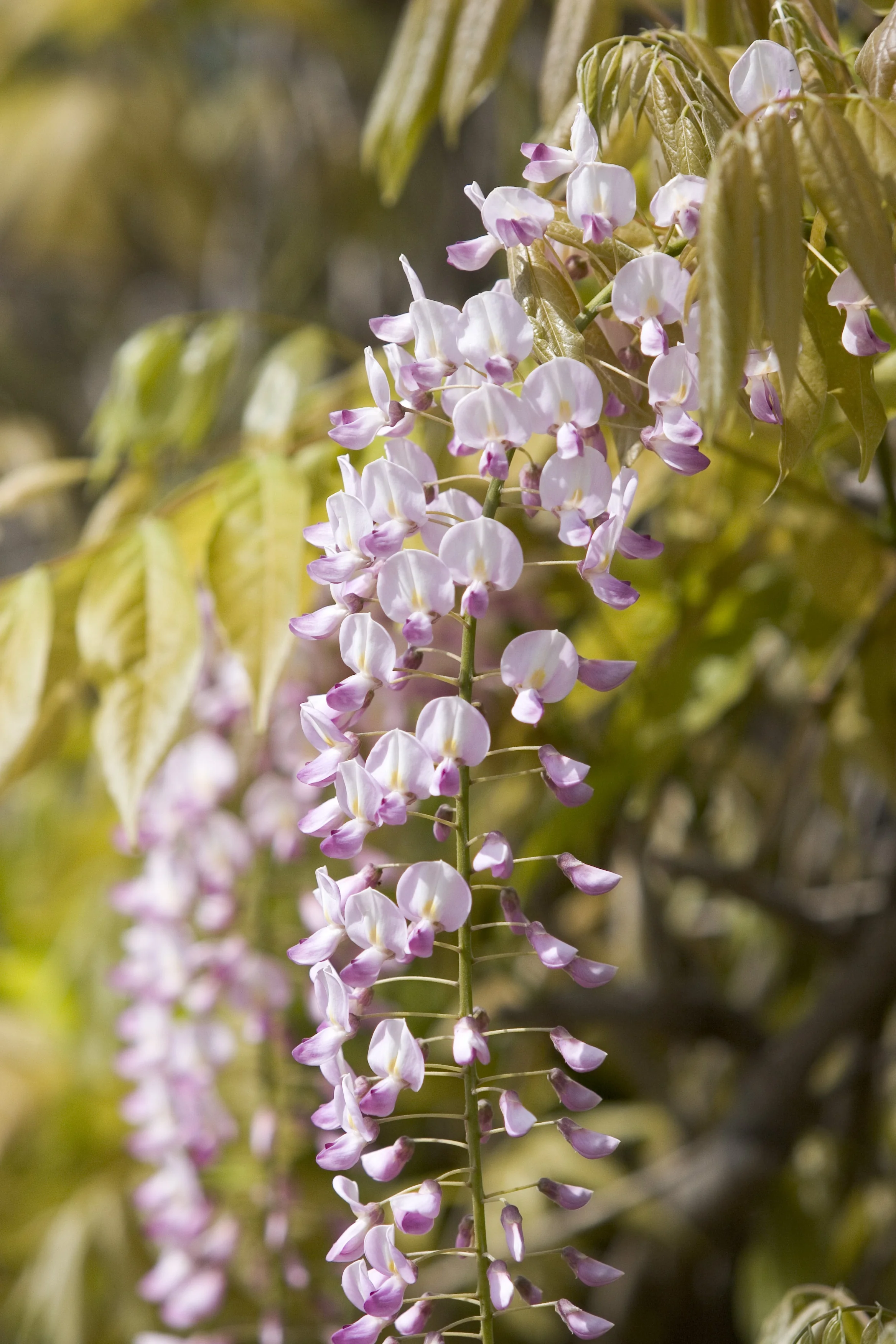 Pink Japanese Wisteria 1 Pink Japanese Wisteria