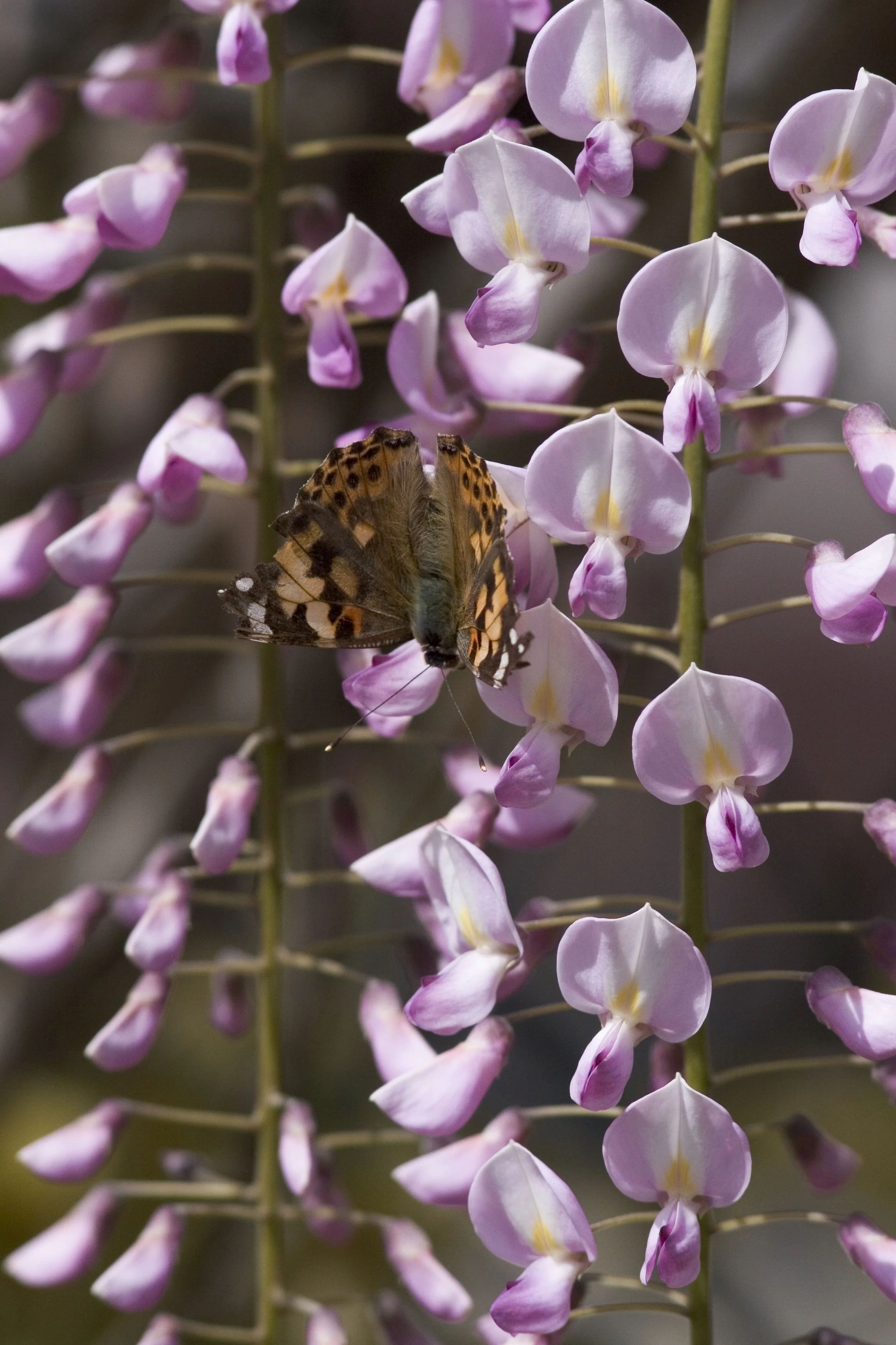 Pink Japanese Wisteria 2 Pink Japanese Wisteria